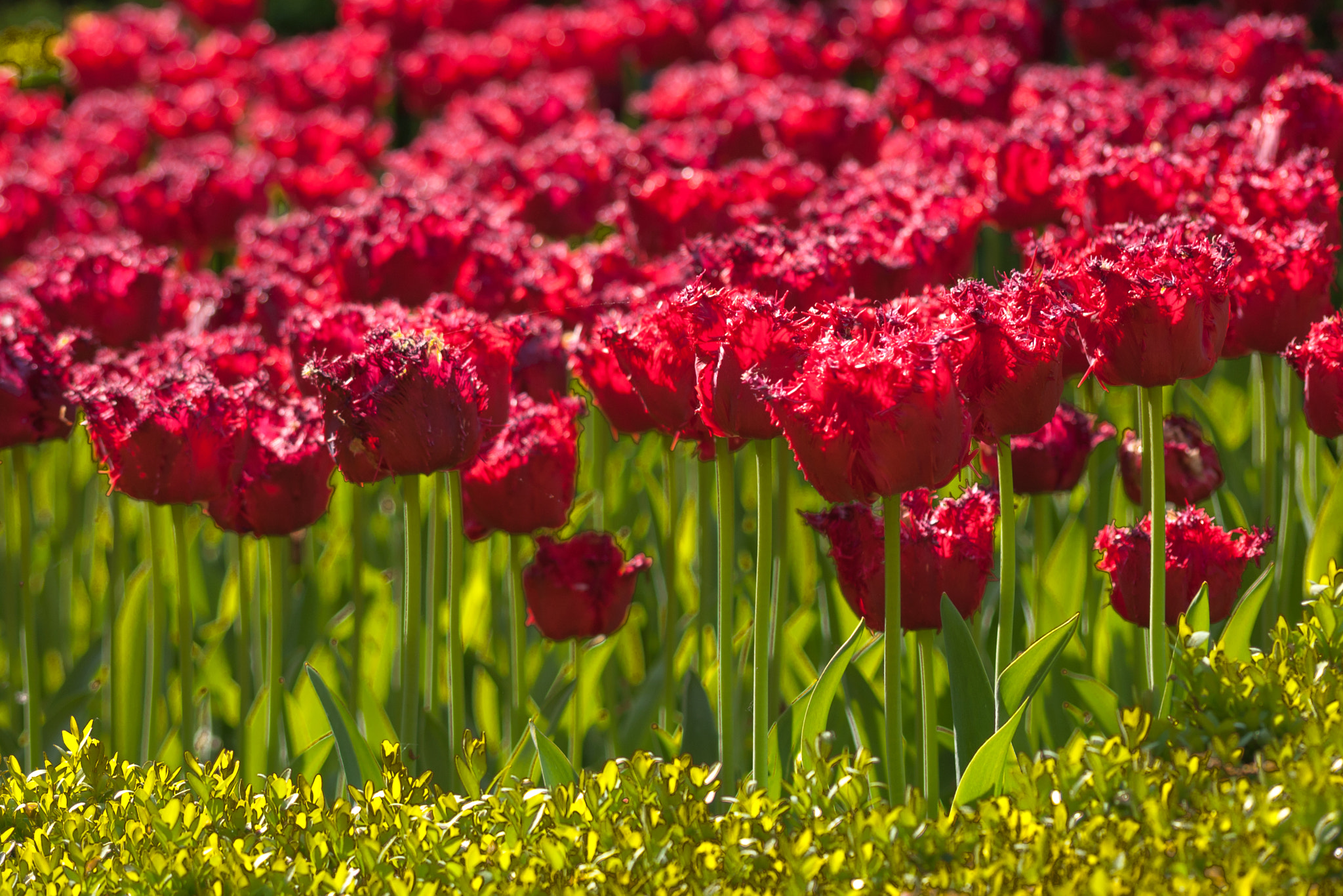 Sony Alpha DSLR-A700 + Sigma 55-200mm F4-5.6 DC sample photo. Keukenhof garden 2016. lisse. holanda. photography