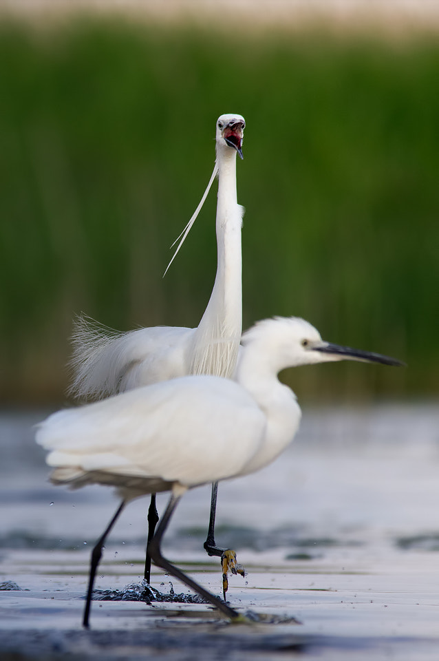 Sigma 150-500mm F5-6.3 DG OS HSM sample photo. 416890698076 photography