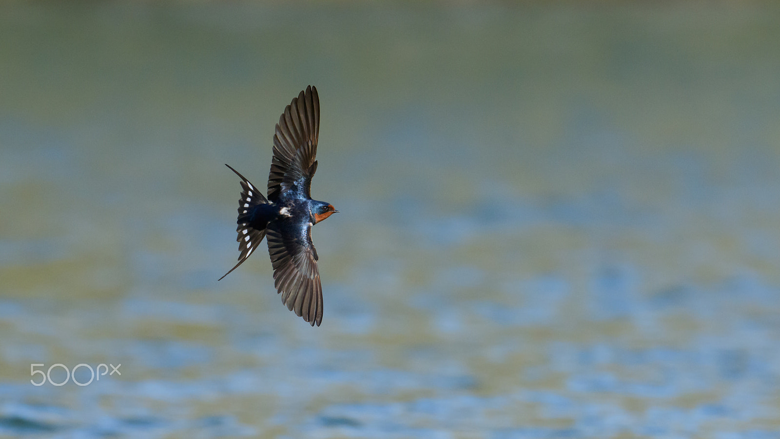 Nikon AF-S Nikkor 500mm F4E FL ED VR sample photo. Swallow banks right photography