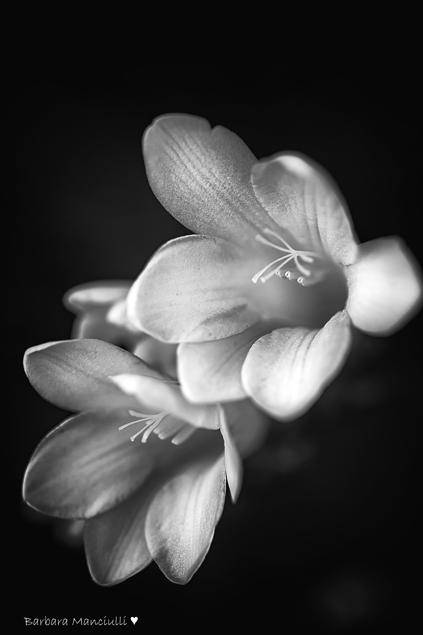 Sigma 150mm F2.8 EX DG OS Macro HSM sample photo. Profumo b&w photography