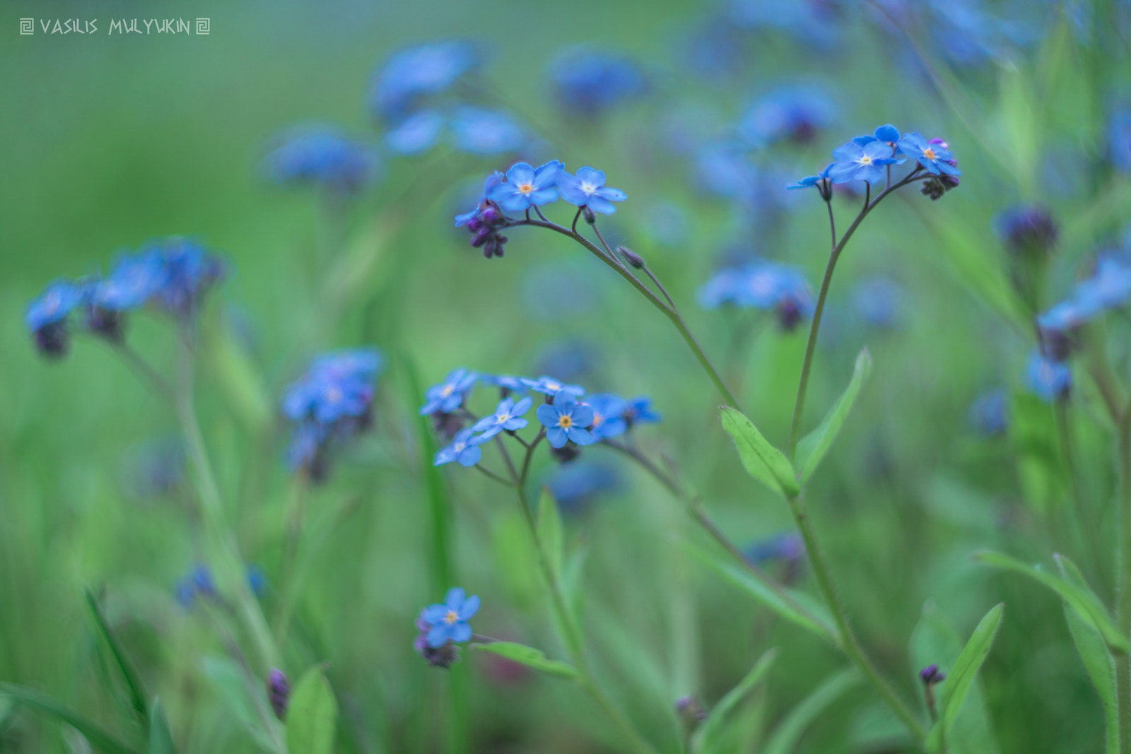 Sony a6000 + Minolta AF 50mm F1.7 sample photo. Myosotis photography