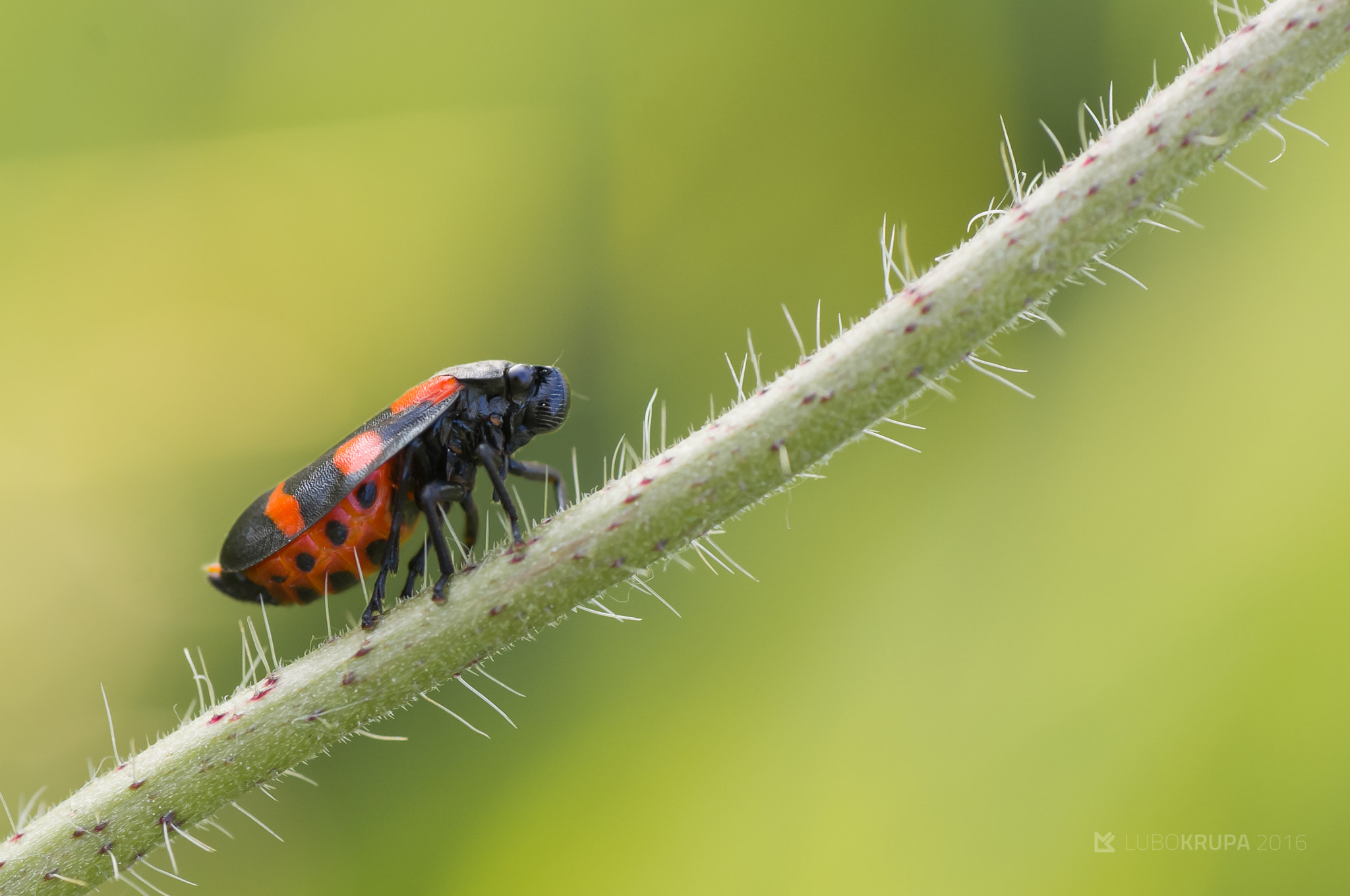 Pentax K-r + Tamron SP AF 90mm F2.8 Di Macro sample photo. Cercopis sanguinolenta photography