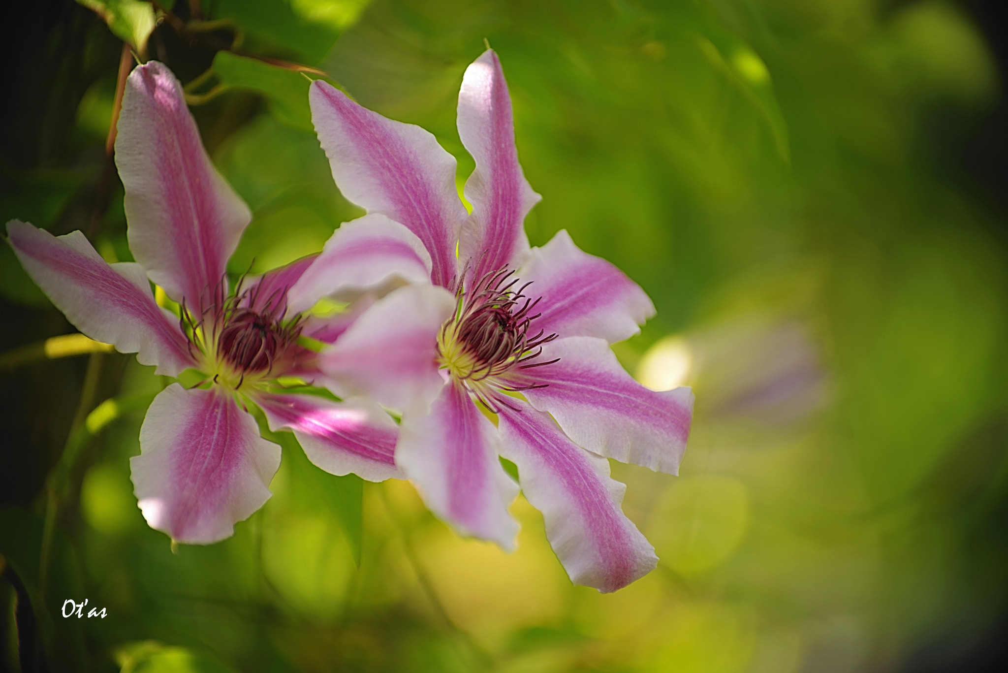 Pentax smc DA* 50-135mm F2.8 ED (IF) SDM sample photo. Clematis photography