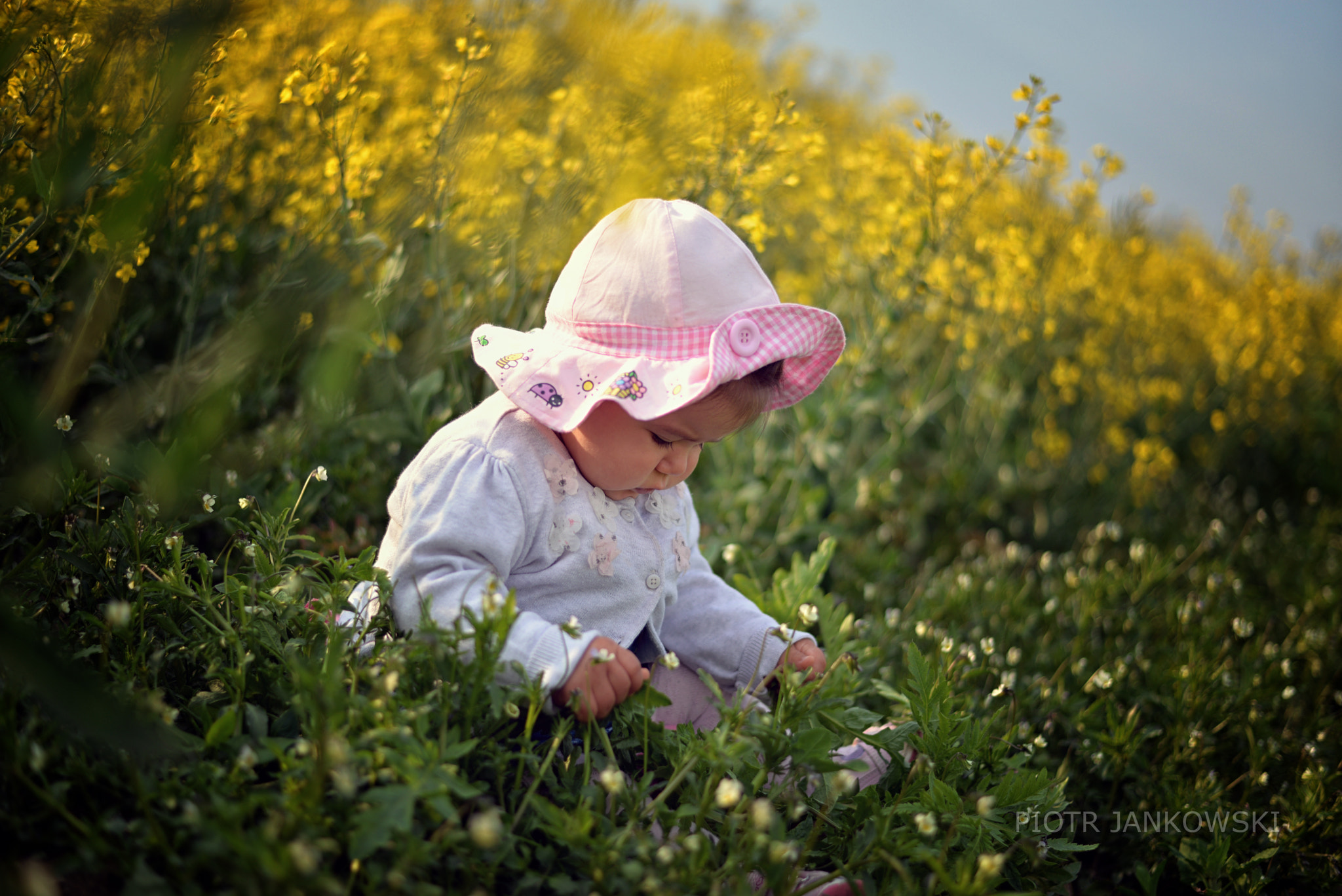 AF Zoom-Nikkor 35-105mm f/3.5-4.5 sample photo. The flowers of rape photography