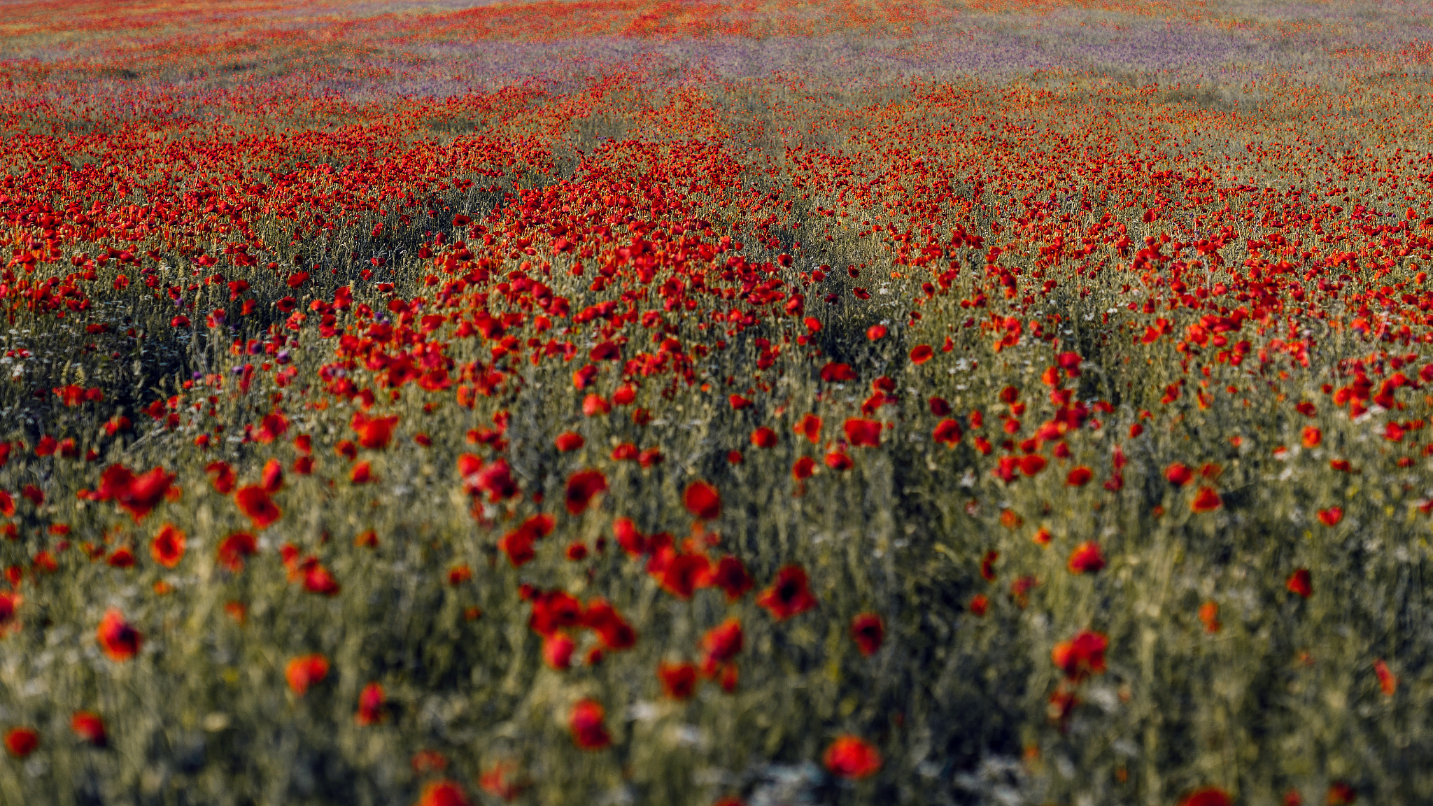 Sony Planar T* 85mm F1.4 ZA sample photo. Маковое поле, Крым photography