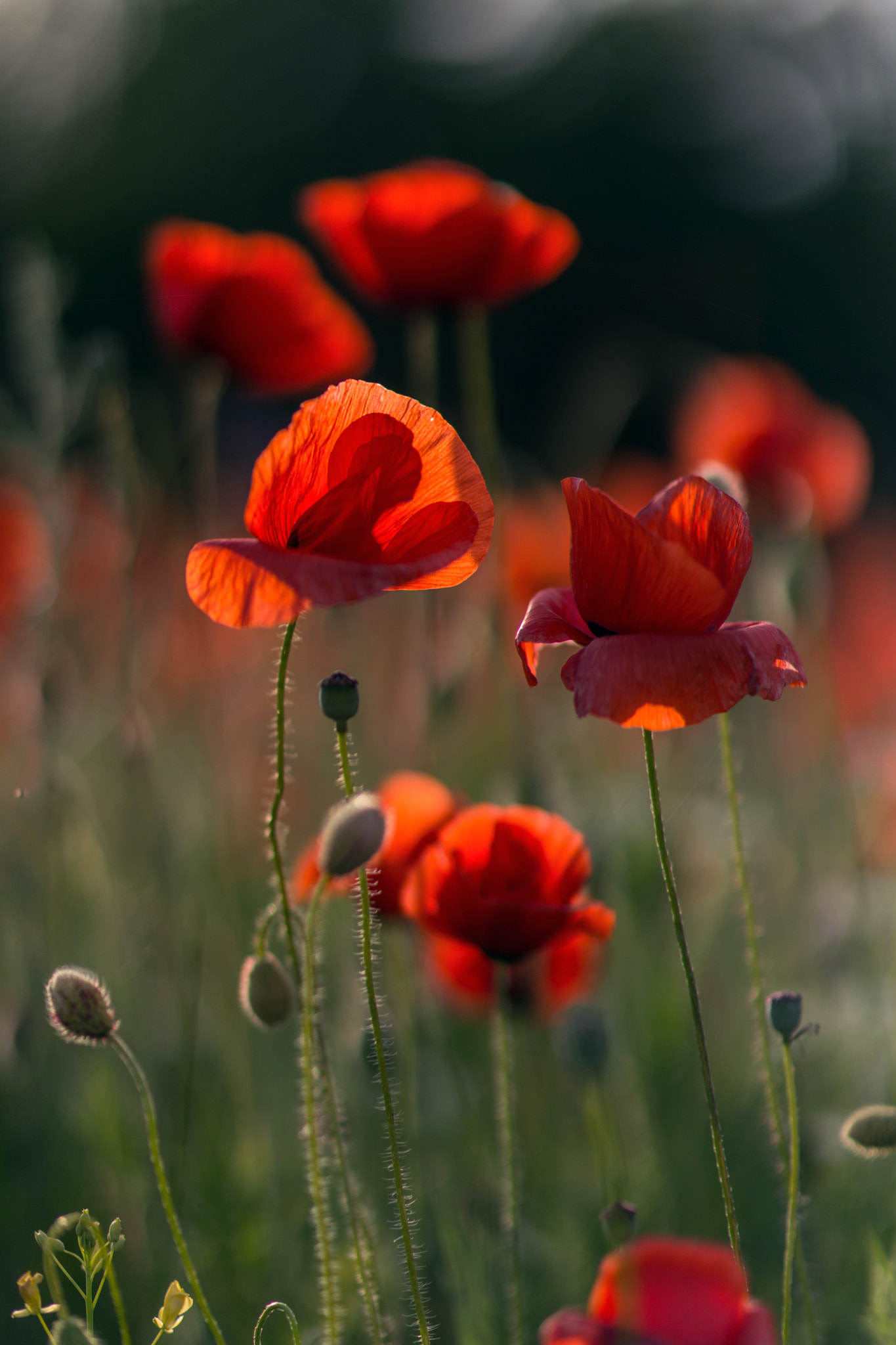 Sony Planar T* 85mm F1.4 ZA sample photo. Маковое поле, Крым photography