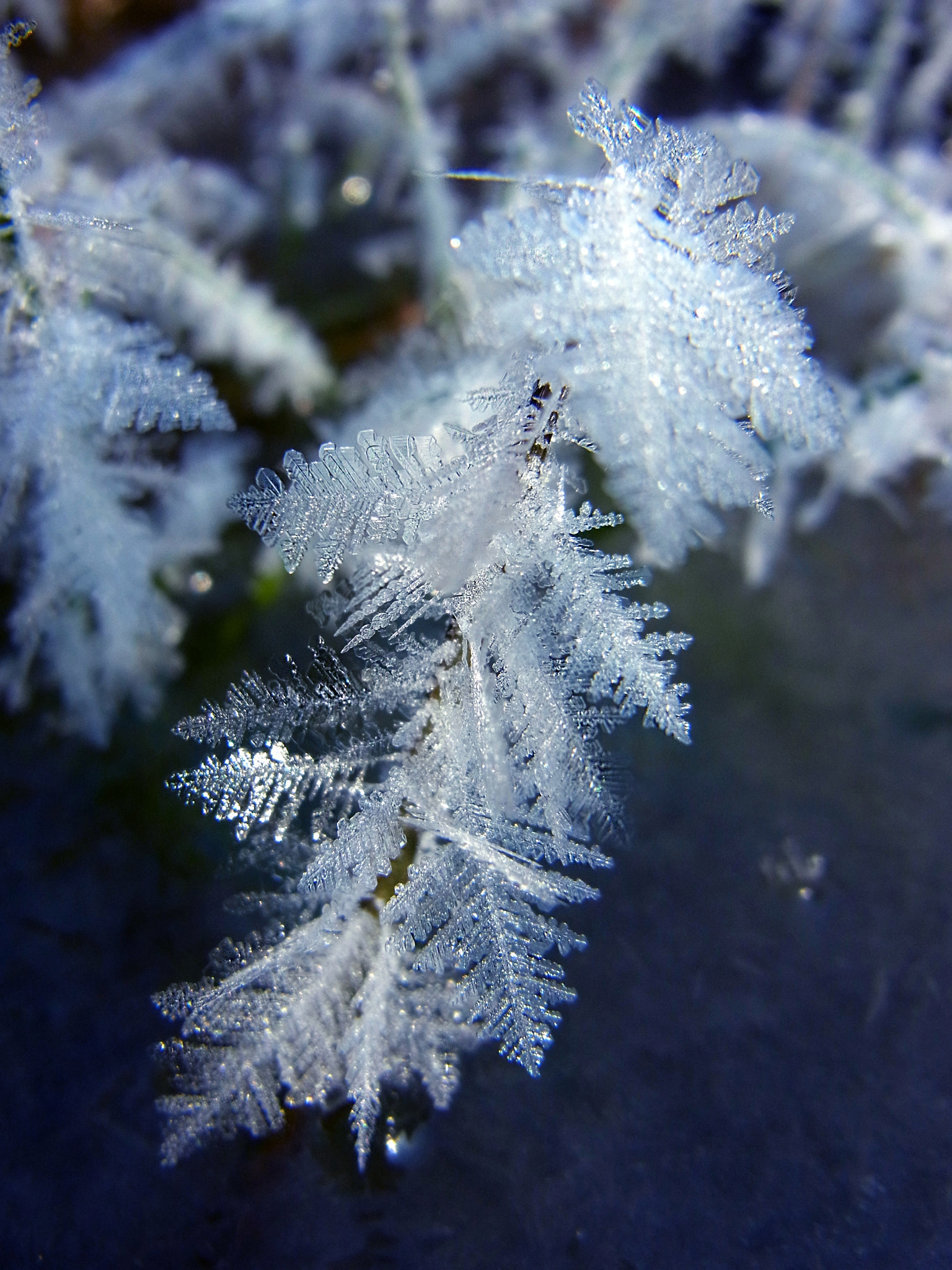 RICOH ZOOM LENS sample photo. Ice flower photography