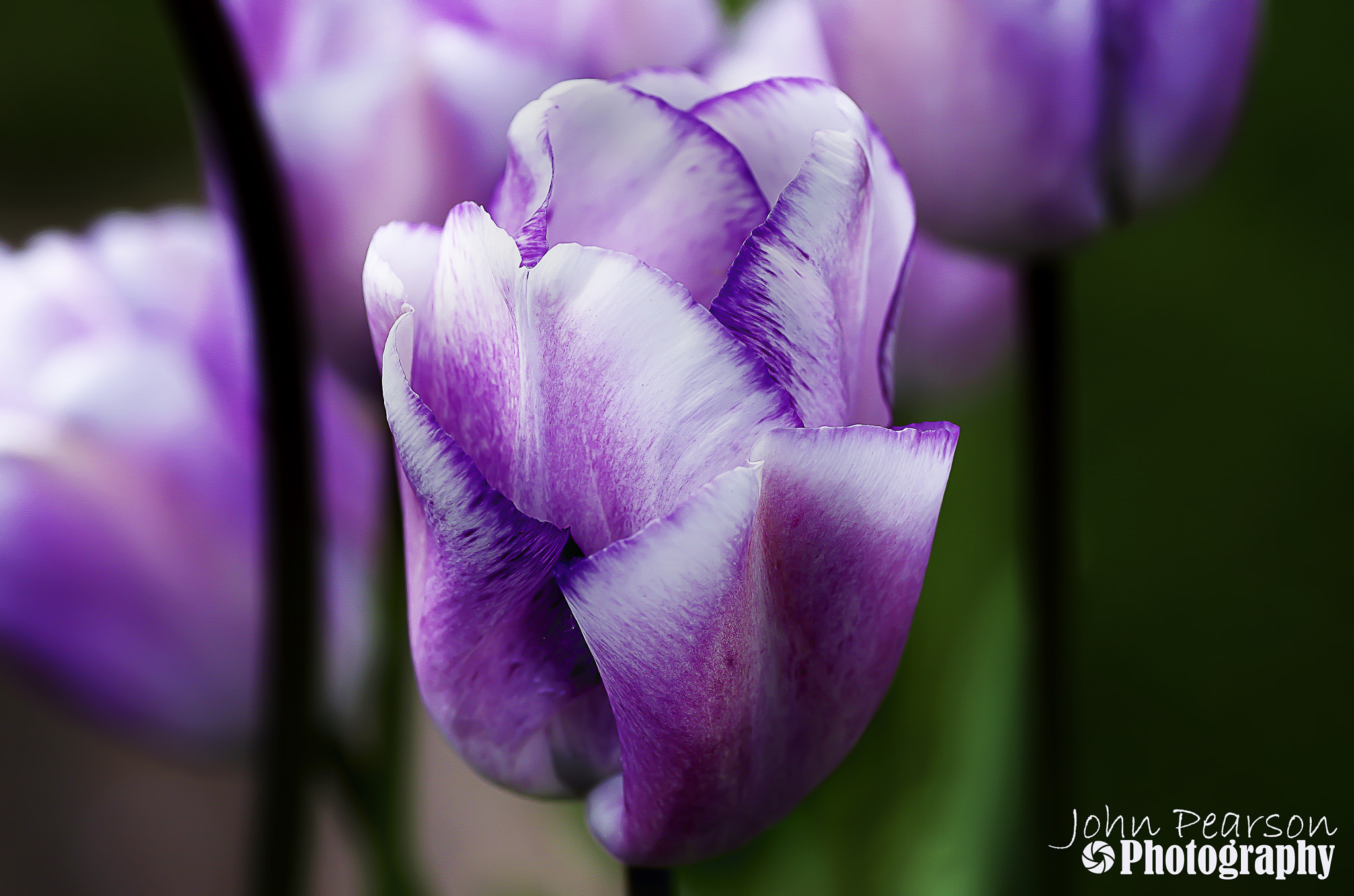 Pentax K-50 + Tamron SP AF 90mm F2.8 Di Macro sample photo. Tulip photography