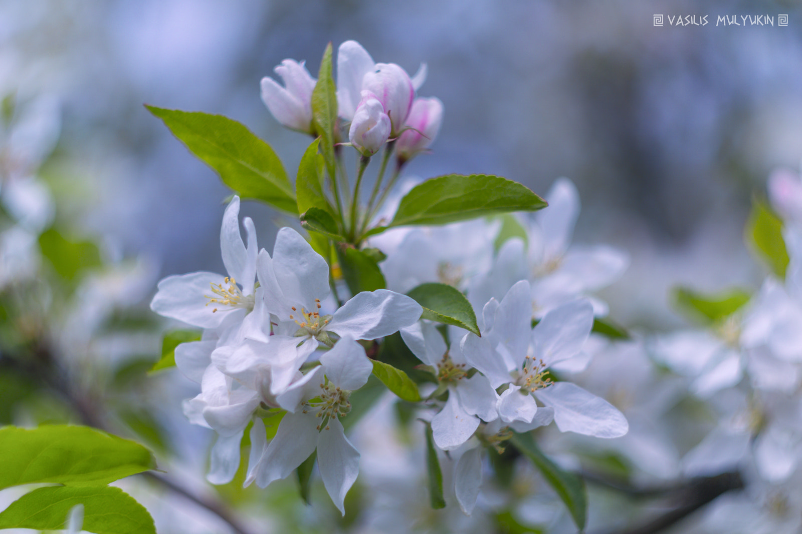 Sony a6000 + Minolta AF 50mm F1.7 sample photo. Яблони в цвету .. photography