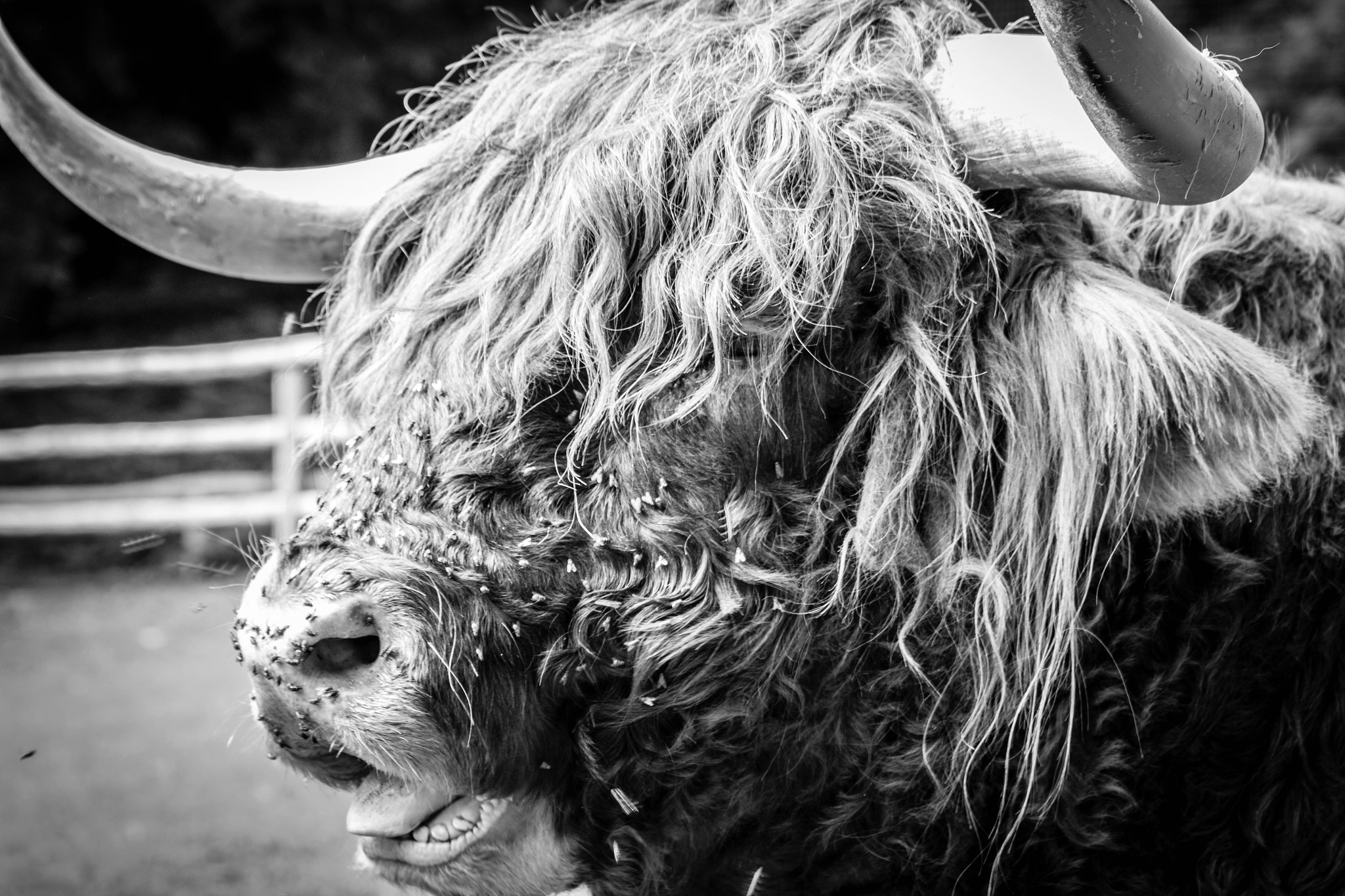 Tamron SP 35mm F1.8 Di VC USD sample photo. The old ox photography