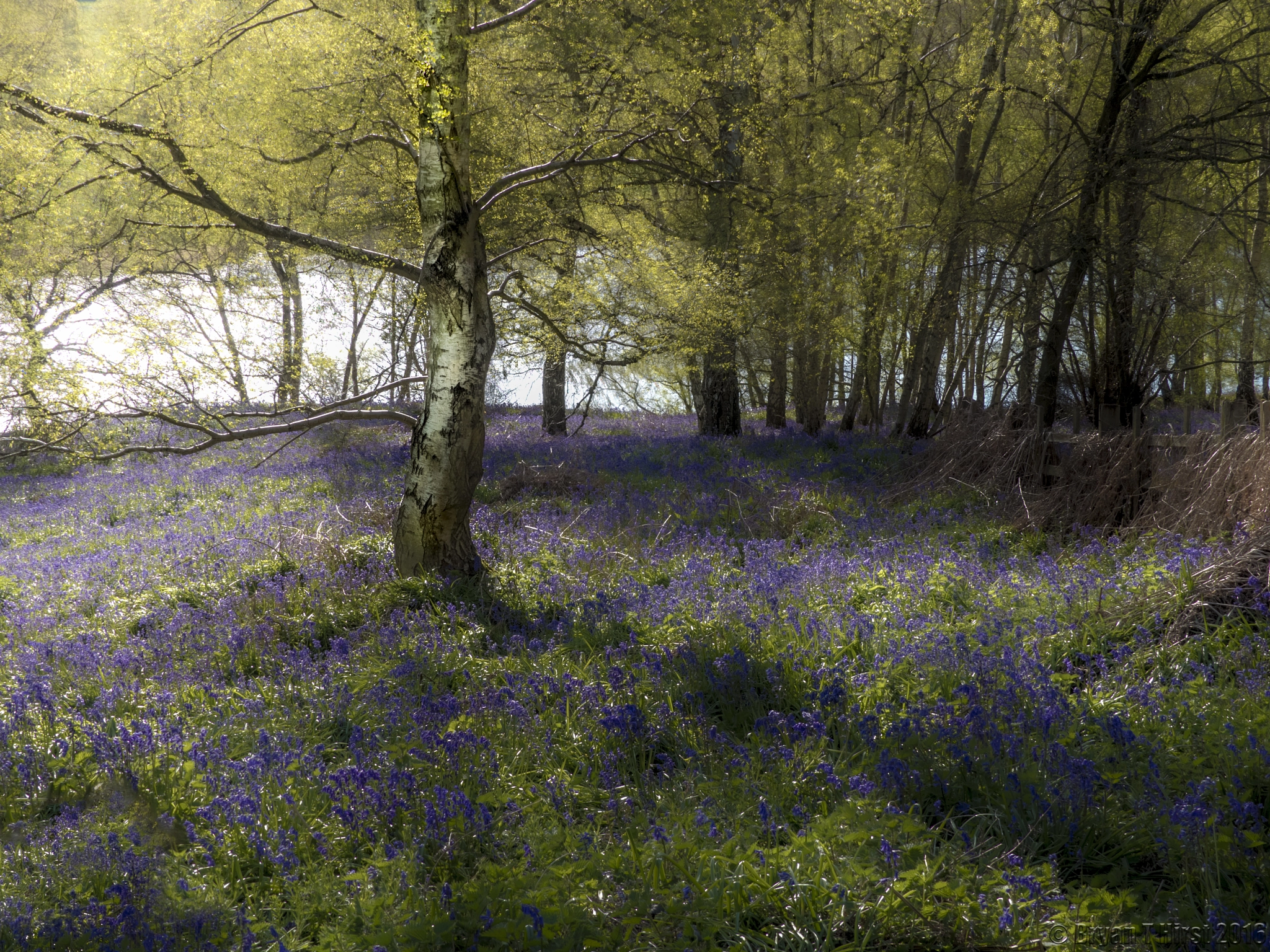 Panasonic DMC-FZ330 sample photo. Bluebell woods photography