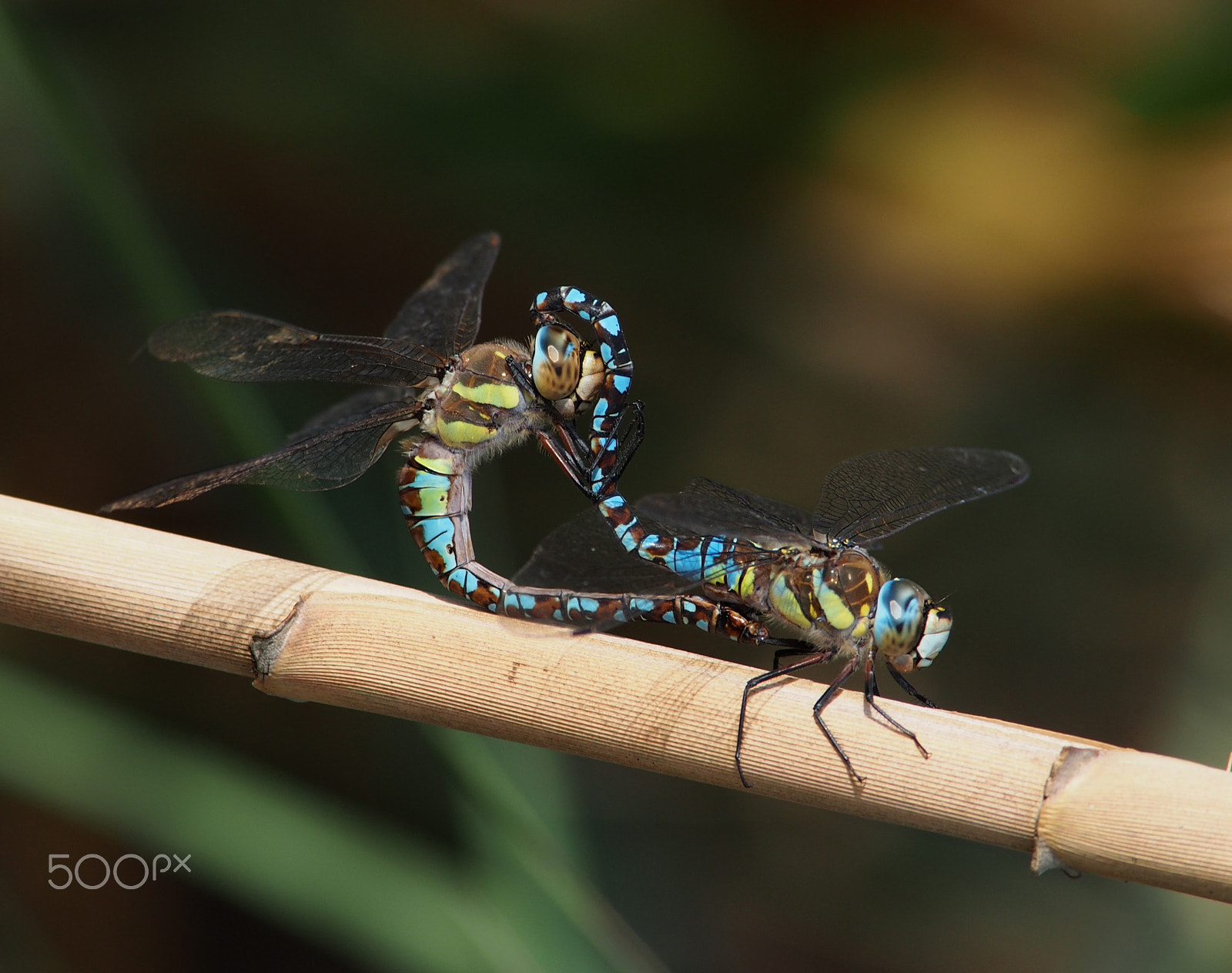 Olympus OM-D E-M5 + OLYMPUS 300mm Lens sample photo. Aeshna mixta ( migrant hawker ) photography