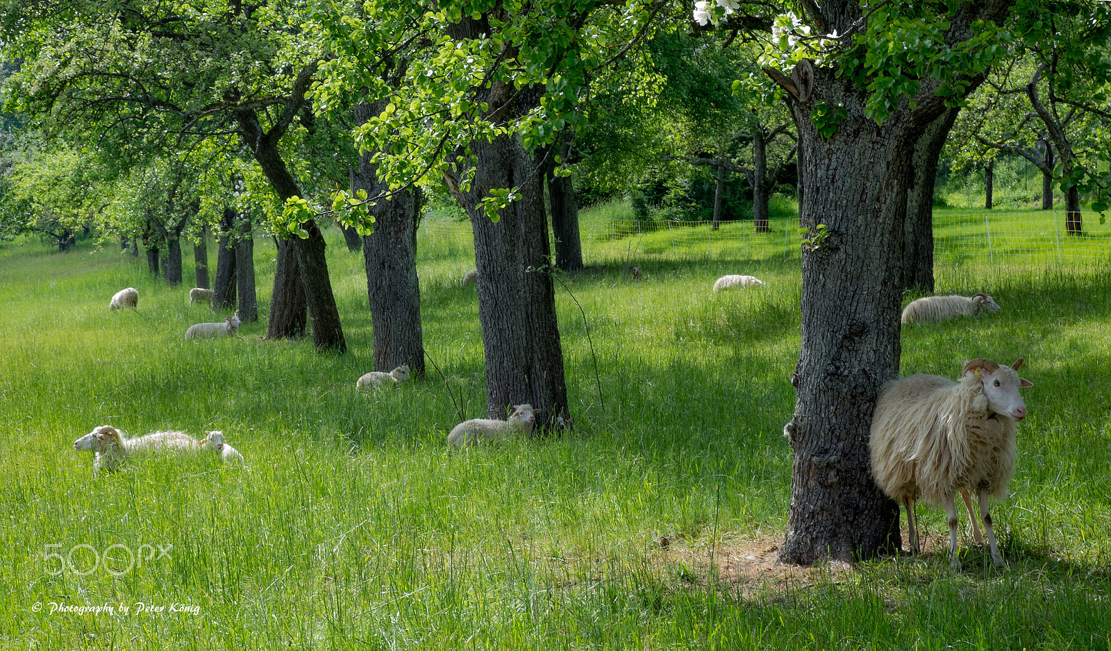 Fujifilm X-M1 + Fujifilm XF 60mm F2.4 R Macro sample photo. Sheeps on meadow photography