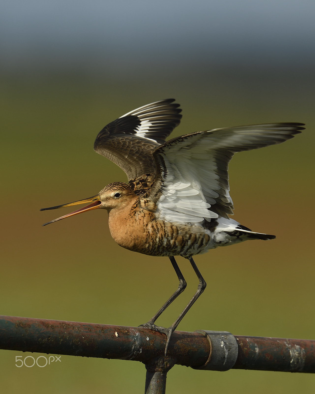 Nikon D5 + Nikon AF-S Nikkor 600mm F4G ED VR sample photo. Grutto / limosa limosa photography