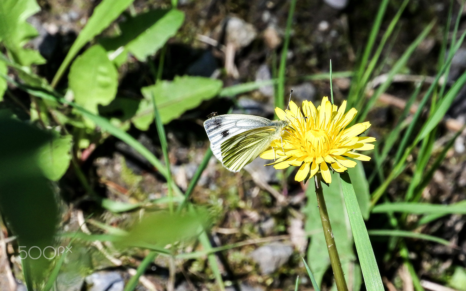 Nikon 1 Nikkor VR 30-110mm F3.8-5.6 sample photo. Common white photography