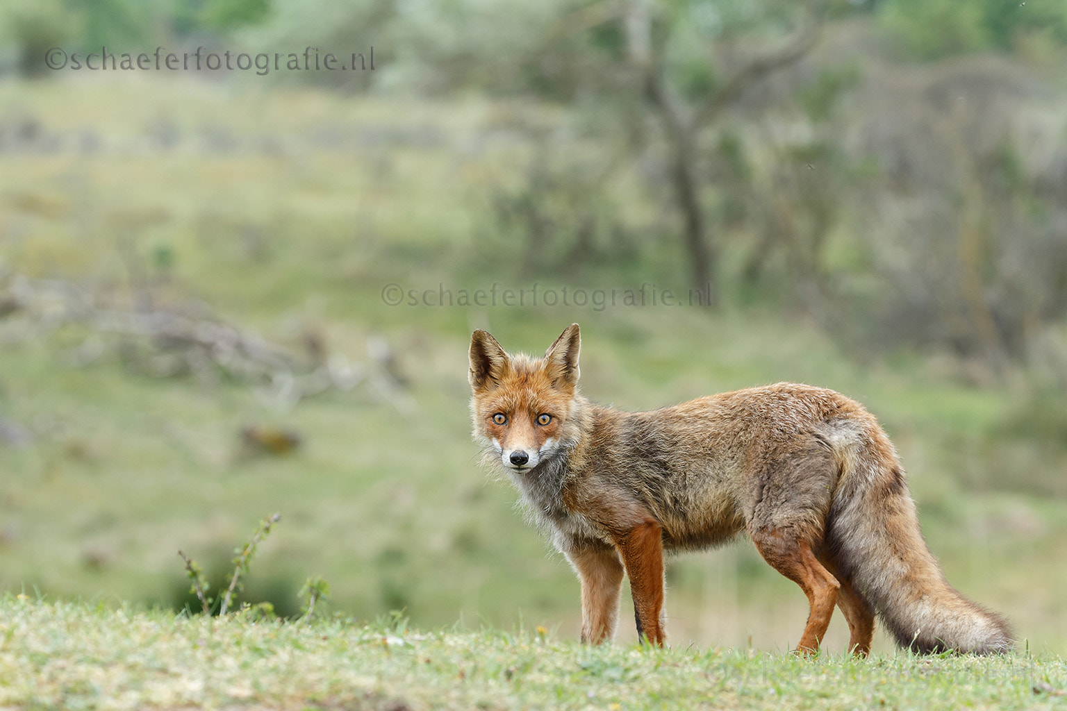 Canon EF 100-400mm F4.5-5.6L IS II USM sample photo. Red fox photography