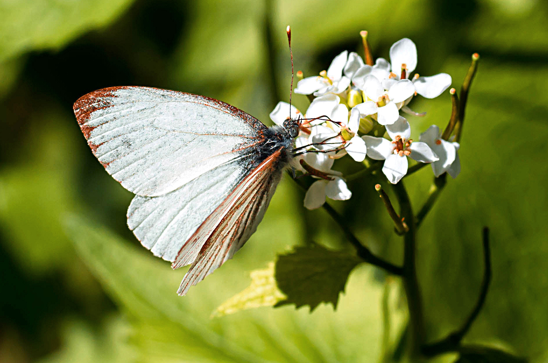 Pentax K-500 + Pentax smc D-FA 50mm F2.8 Macro sample photo. Butterfly photography