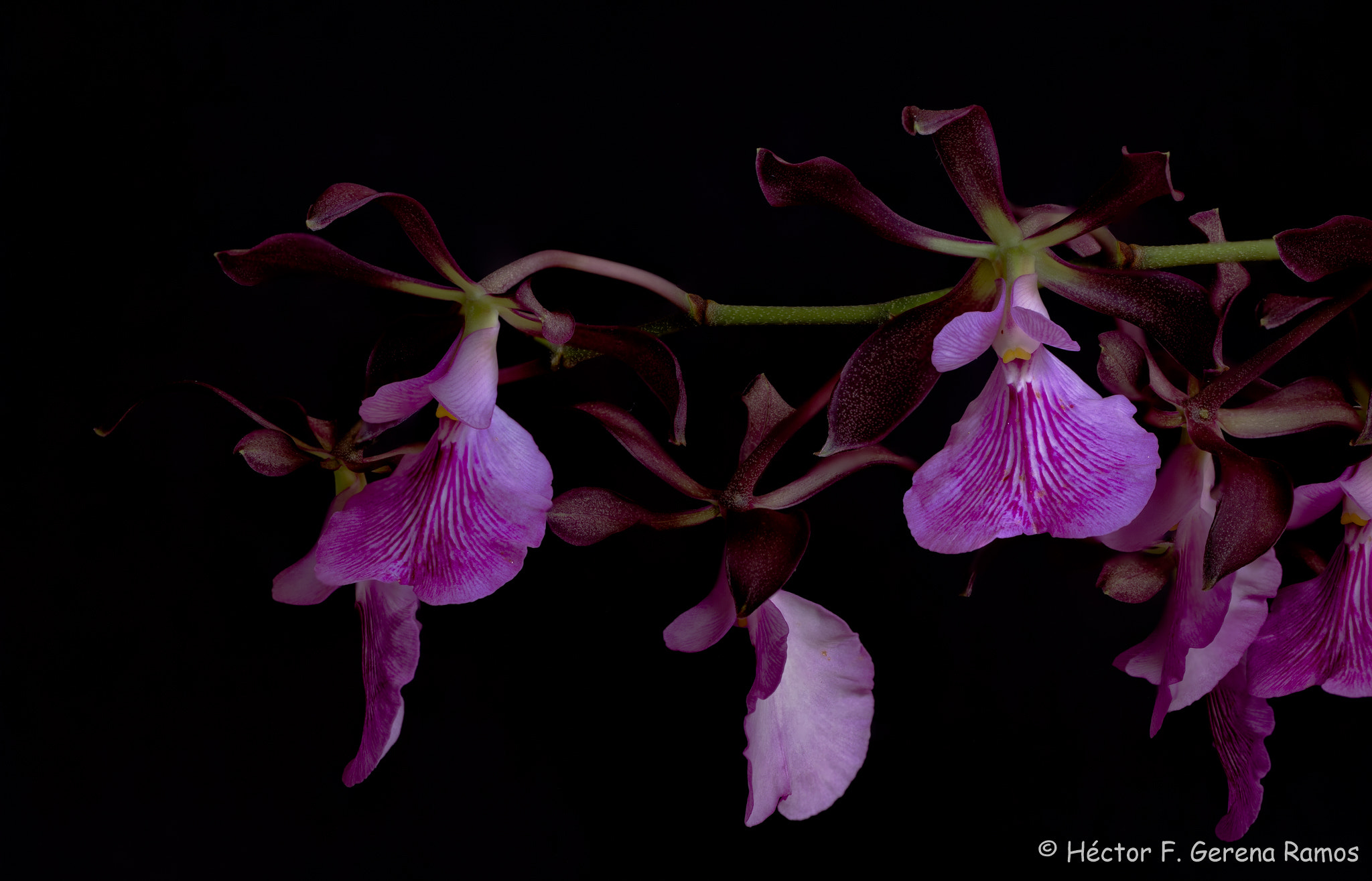 Sigma APO Macro 180mm F2.8 EX DG OS HSM sample photo. Dark photography