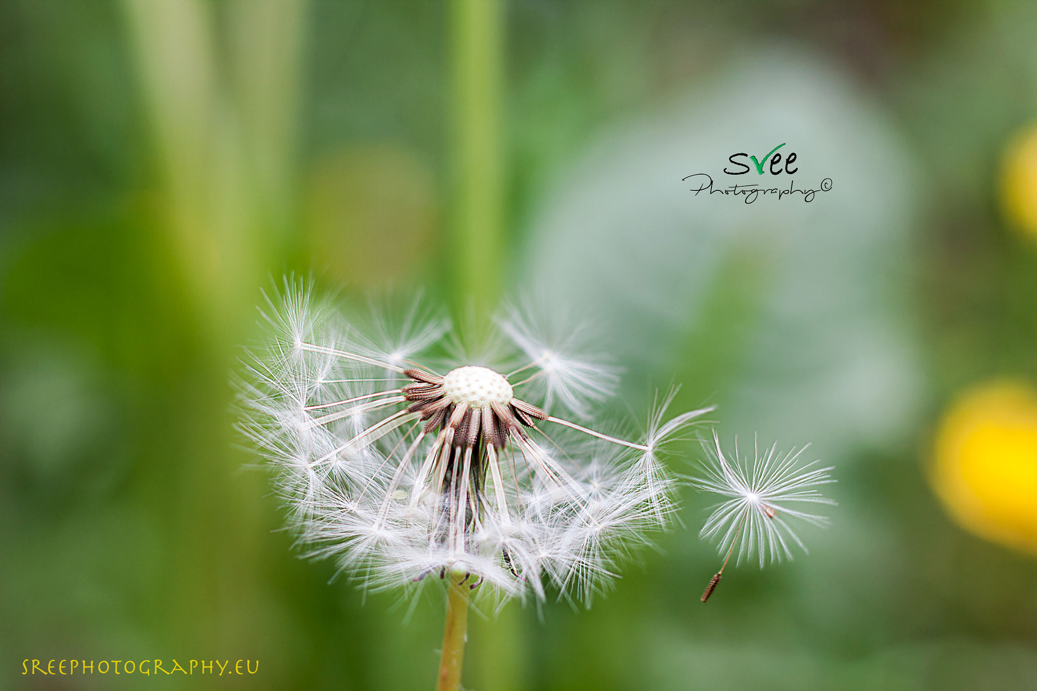 Canon EOS 500D (EOS Rebel T1i / EOS Kiss X3) + Canon EF 50mm f/1.8 sample photo. Just took off! photography