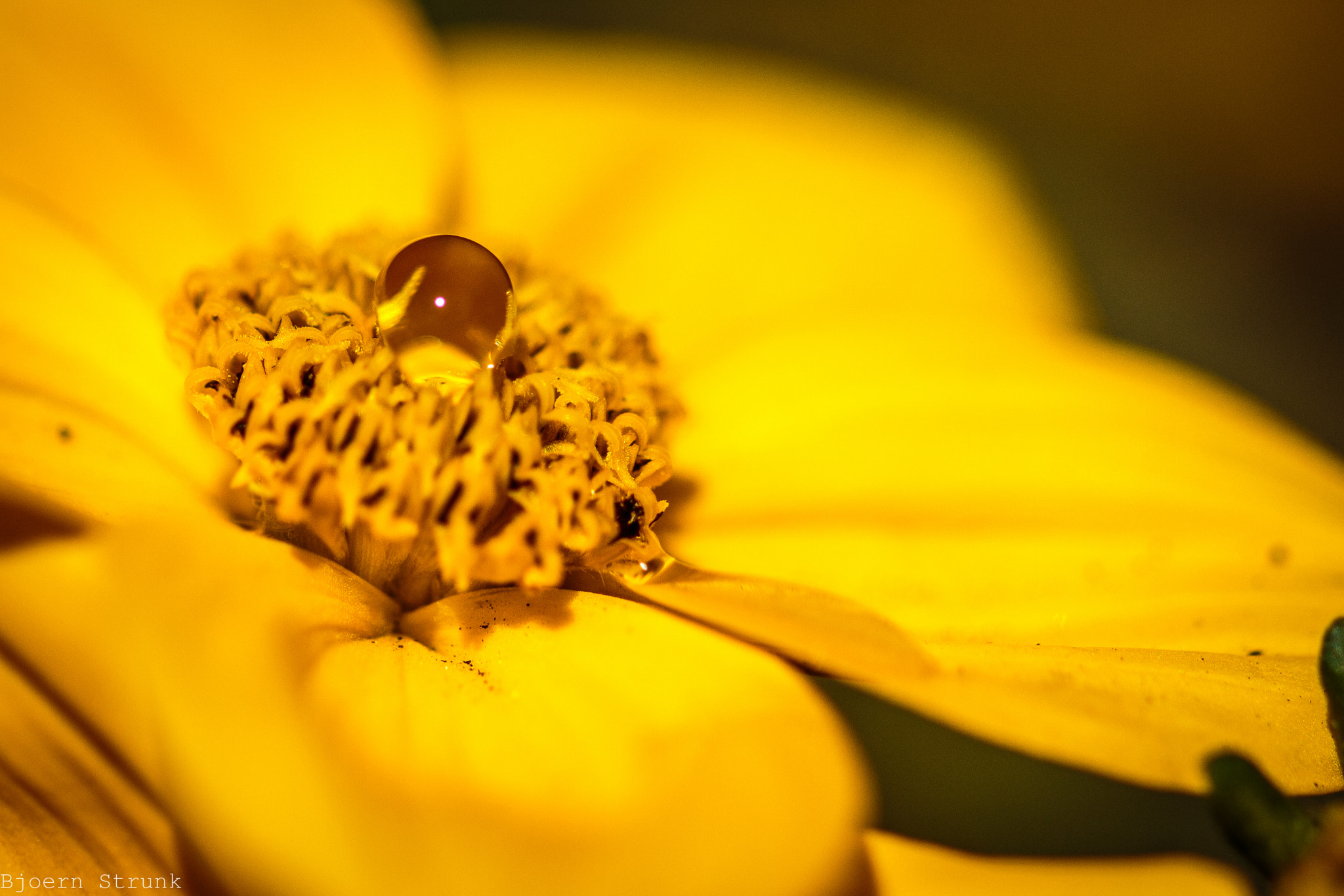 Canon EOS 650D (EOS Rebel T4i / EOS Kiss X6i) + Canon EF 100mm F2.8L Macro IS USM sample photo. Gelbe blume mit wassertropfen photography