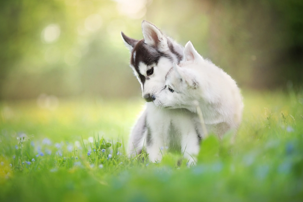 Give me a kiss! by Iza ?yso? on 500px.com