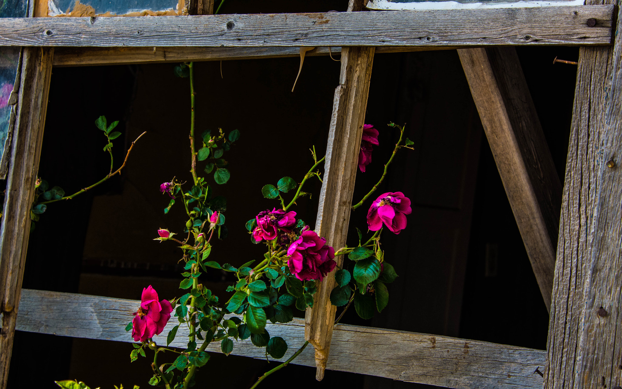 Nikon D5200 + Nikon AF-S Nikkor 24-85mm F3.5-4.5G ED VR sample photo. Beauty in the midst of decay photography