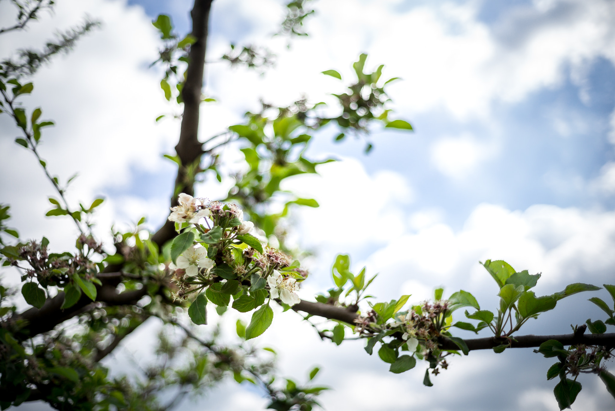 Summicron-M 1:2/35 sample photo. Things photography