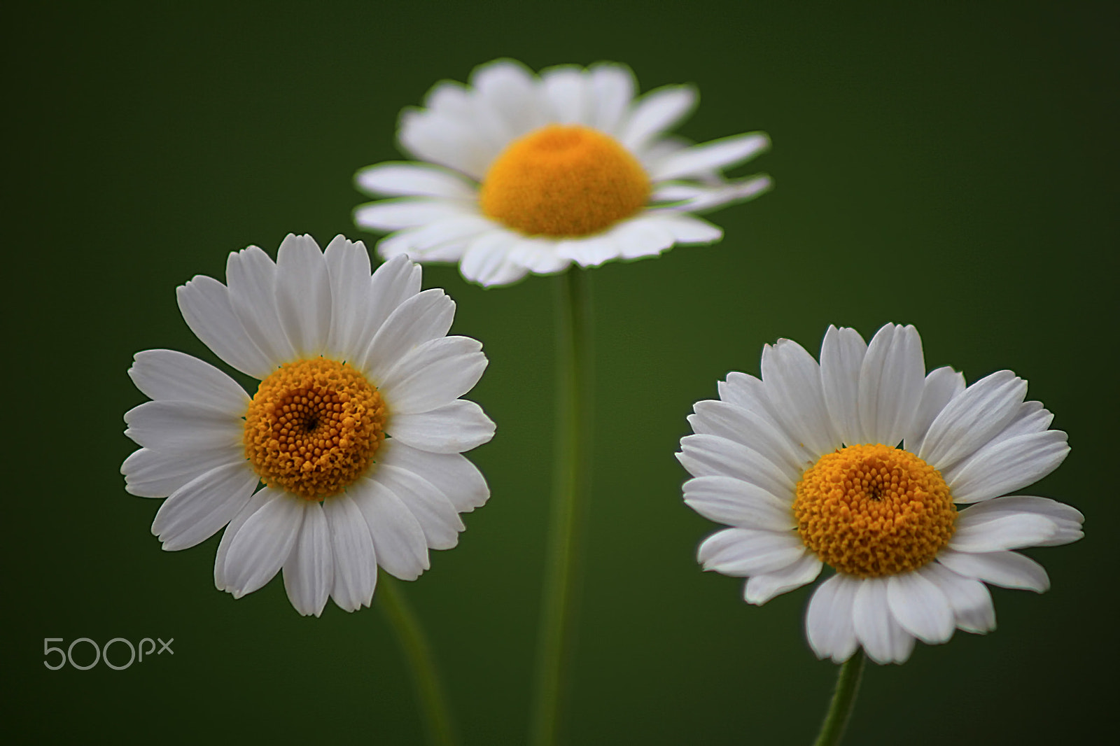 Canon EOS 550D (EOS Rebel T2i / EOS Kiss X4) + Canon EF 70-210mm f/4 sample photo. Three princesses photography