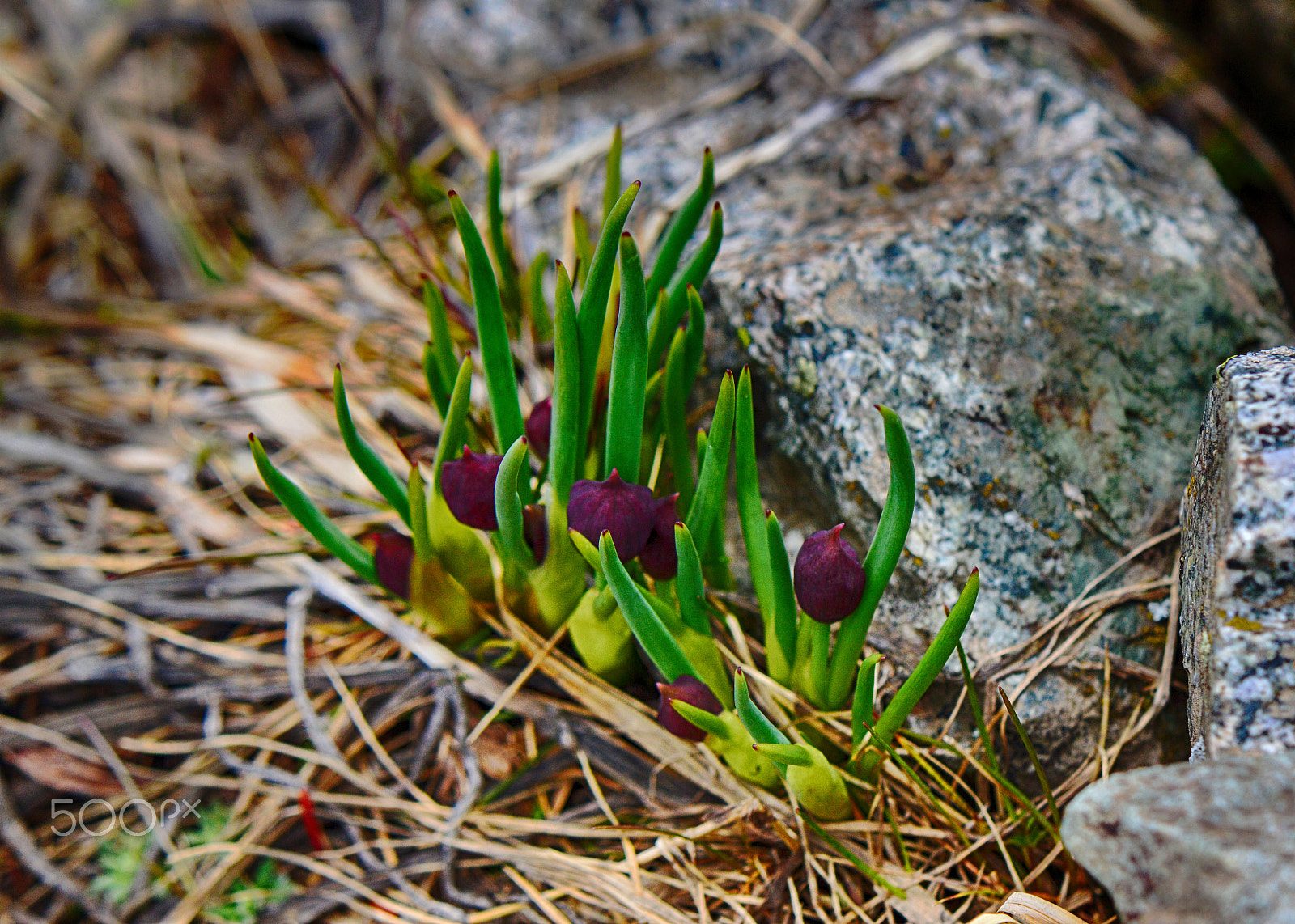 Nikon AF-S DX Micro-Nikkor 85mm F3.5G ED VR sample photo. Tian-shan flora photography