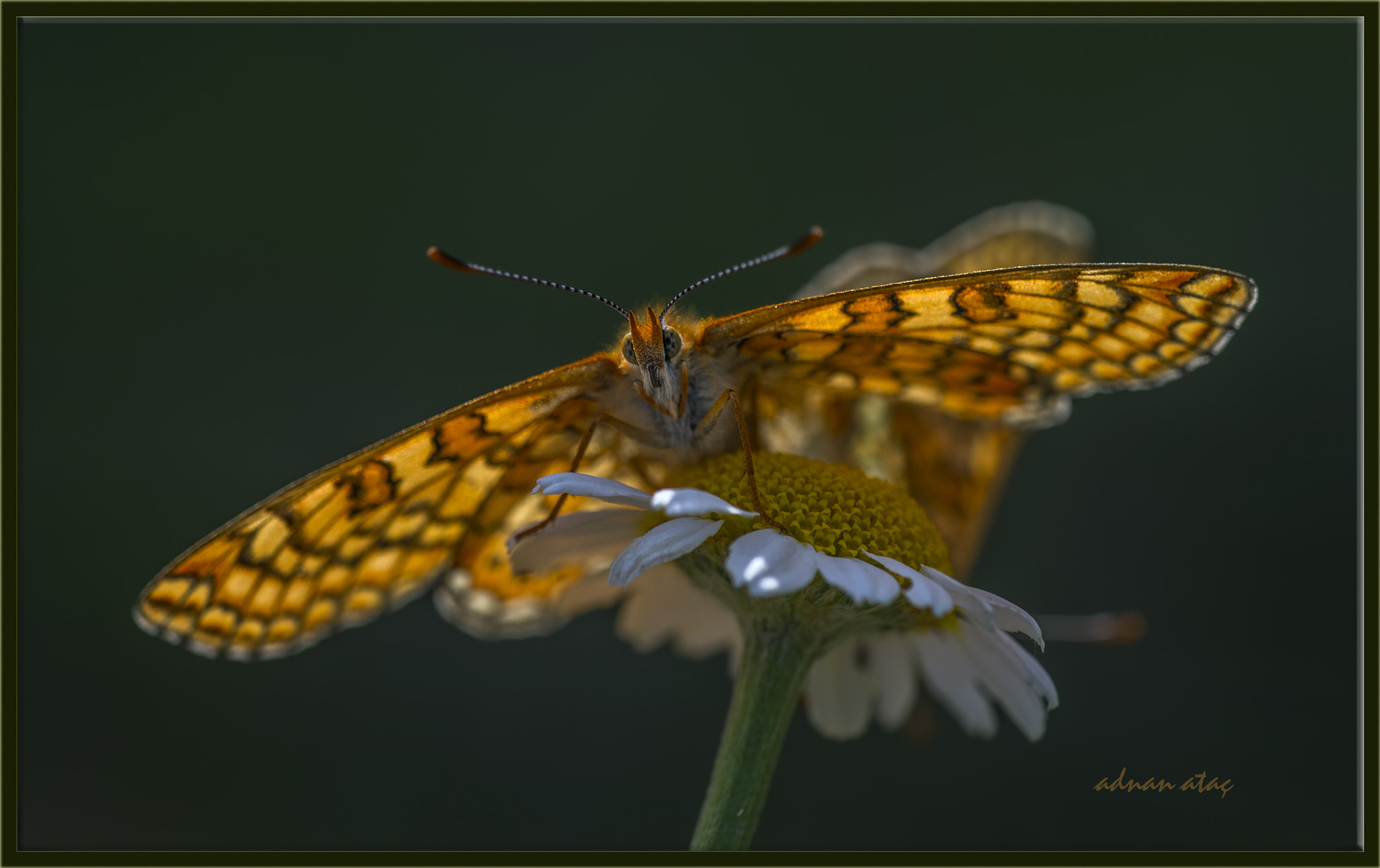 Nikon D4 sample photo. Nazuğum - euphydryas aurinia - marsh fritillary photography