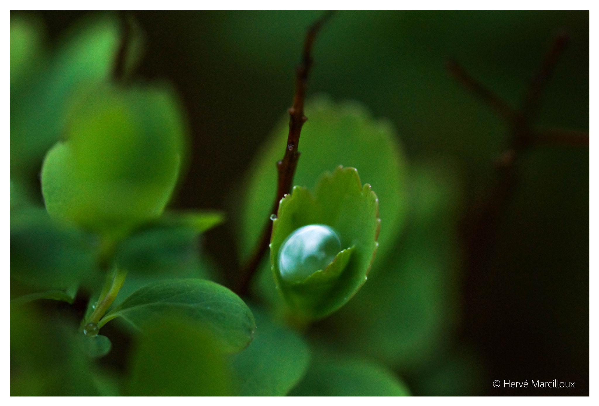 Sony SLT-A77 + 105mm F2.8 sample photo. The pearl photography