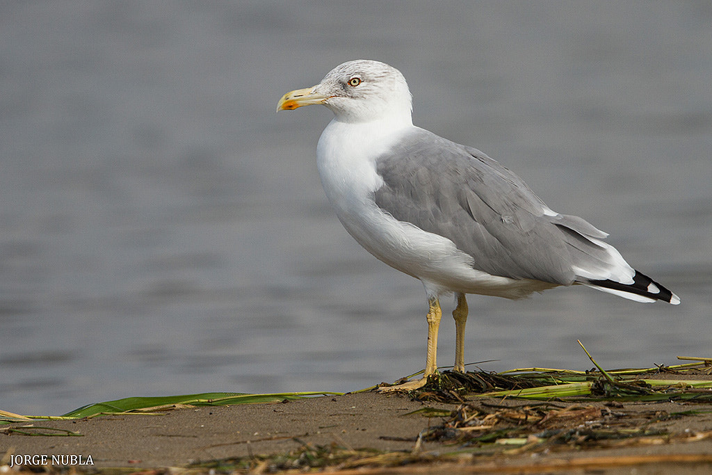 Canon EF 500mm F4L IS II USM sample photo. Gaviota patiamarilla (larus michahellis). photography
