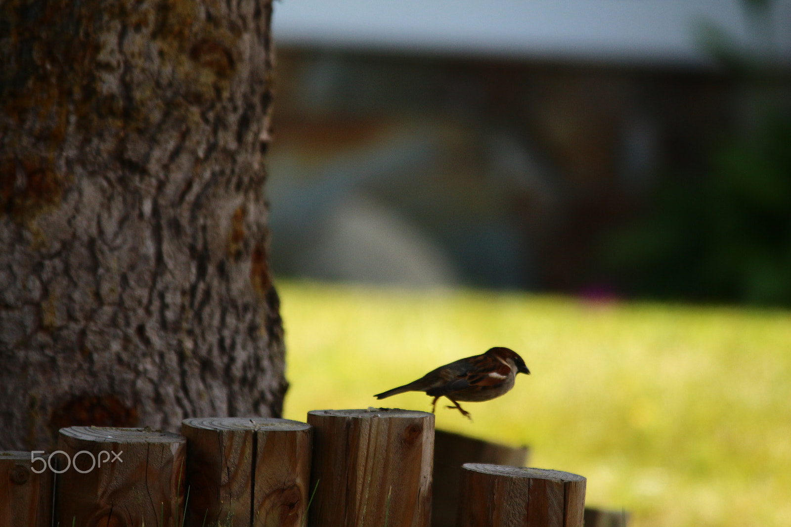 Sigma 150-500mm F5-6.3 DG OS HSM sample photo. One small step... photography