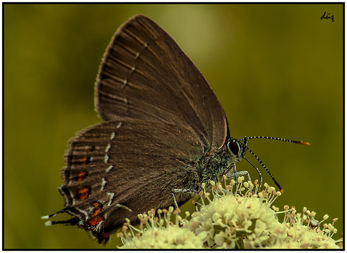 Nikon AF-S Micro-Nikkor 105mm F2.8G IF-ED VR sample photo. Butterfly photography