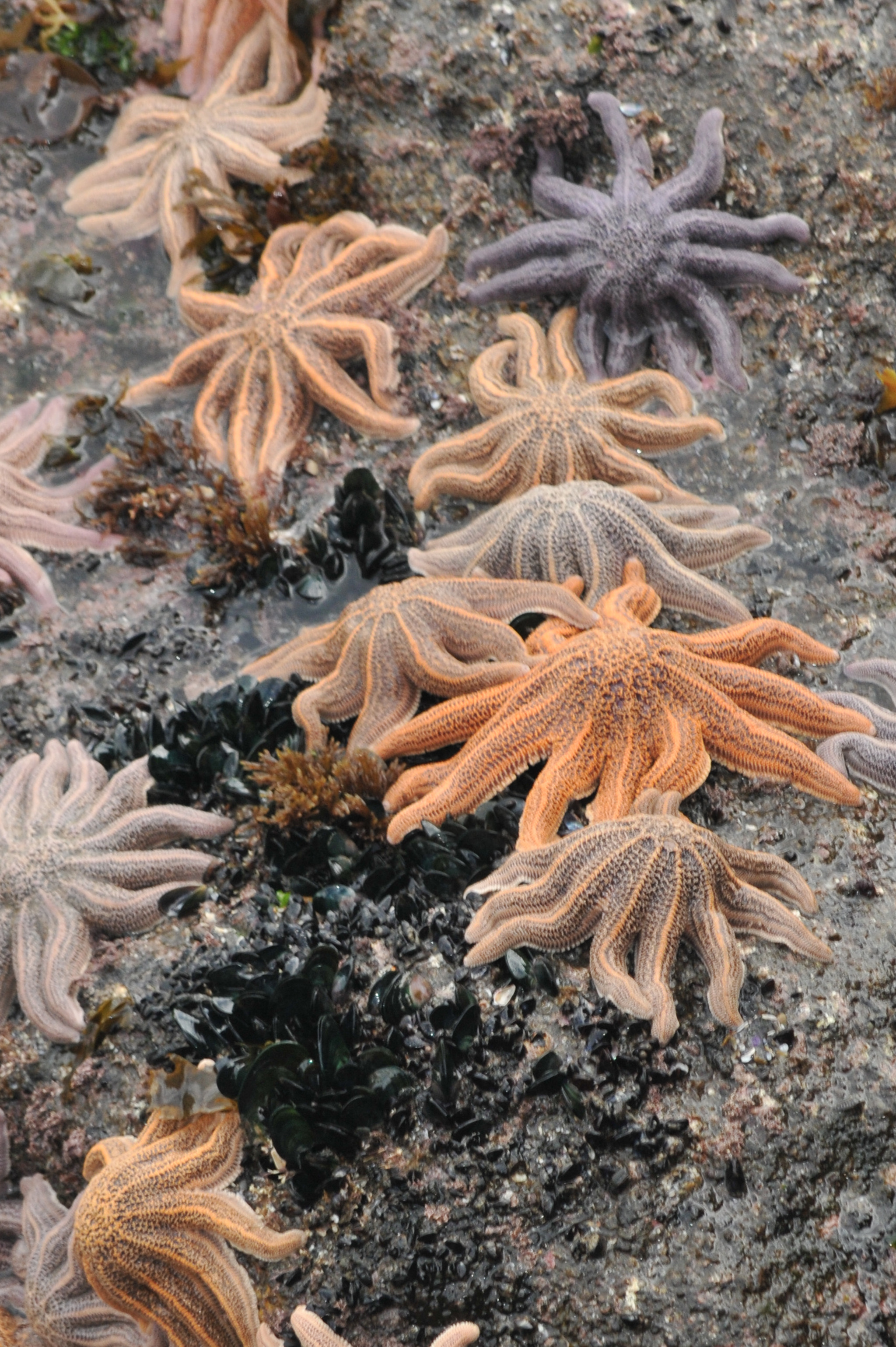 Nikon D300S sample photo. Sea stars photography