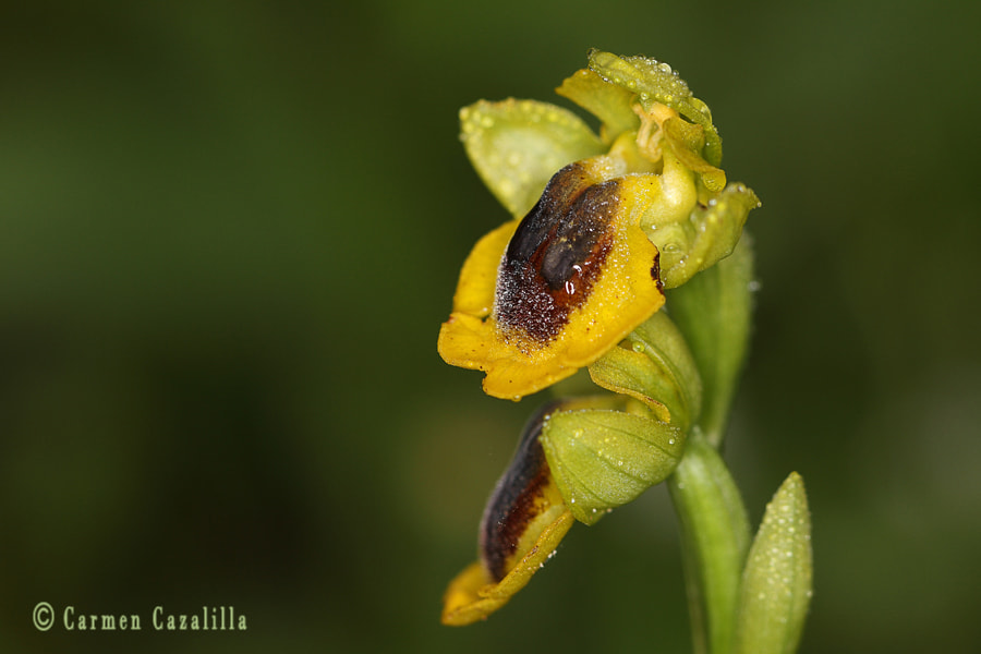 Canon EOS 7D + Tamron SP 90mm F2.8 Di VC USD 1:1 Macro (F004) sample photo. Ophrys lutea photography