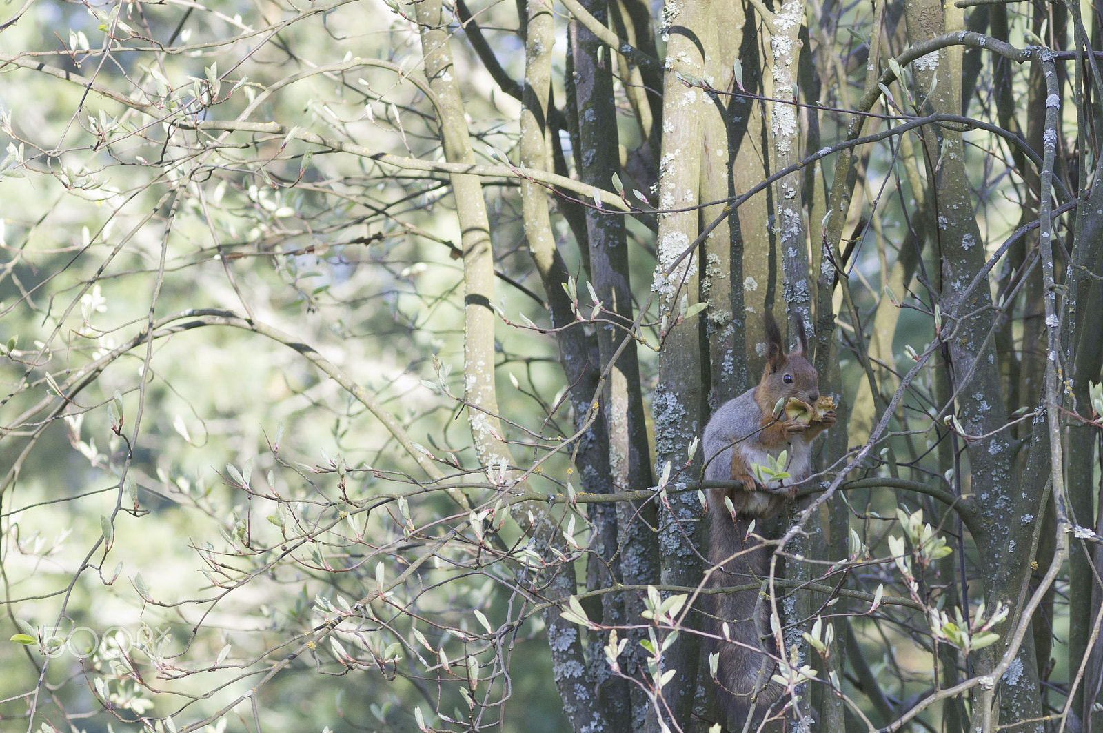 Sony Alpha DSLR-A580 sample photo. Squirel eating an apple photography