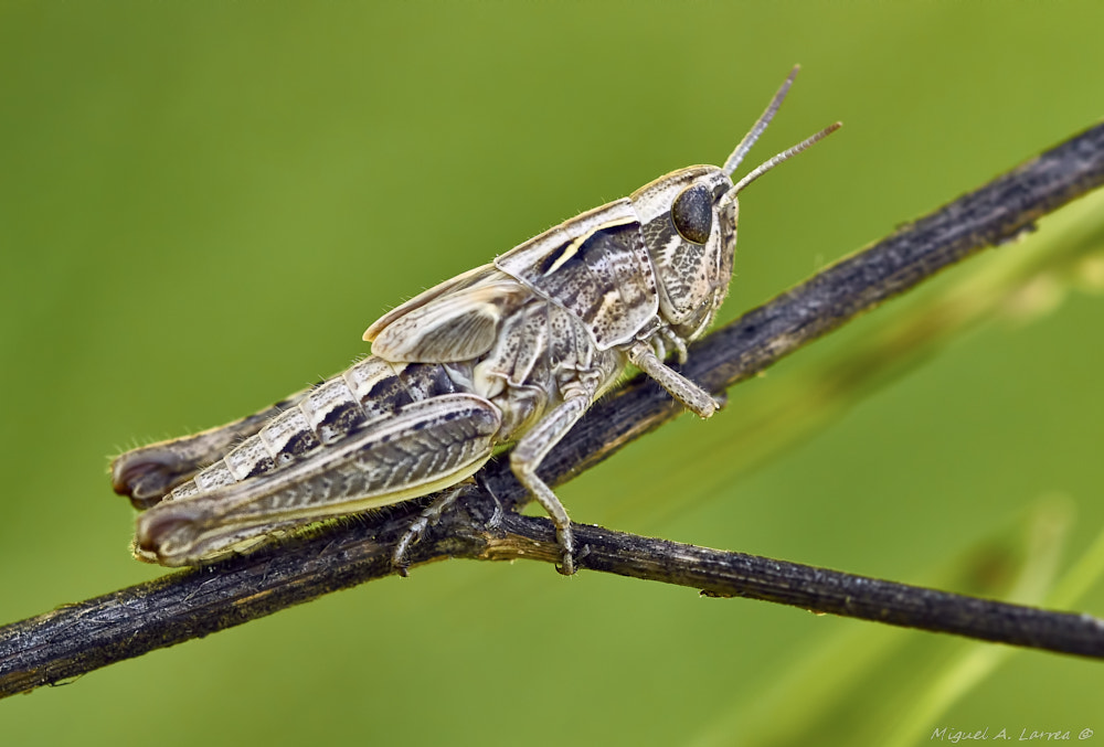 Sony ILCA-77M2 + 150mm F2.8 sample photo. Grasshopper photography
