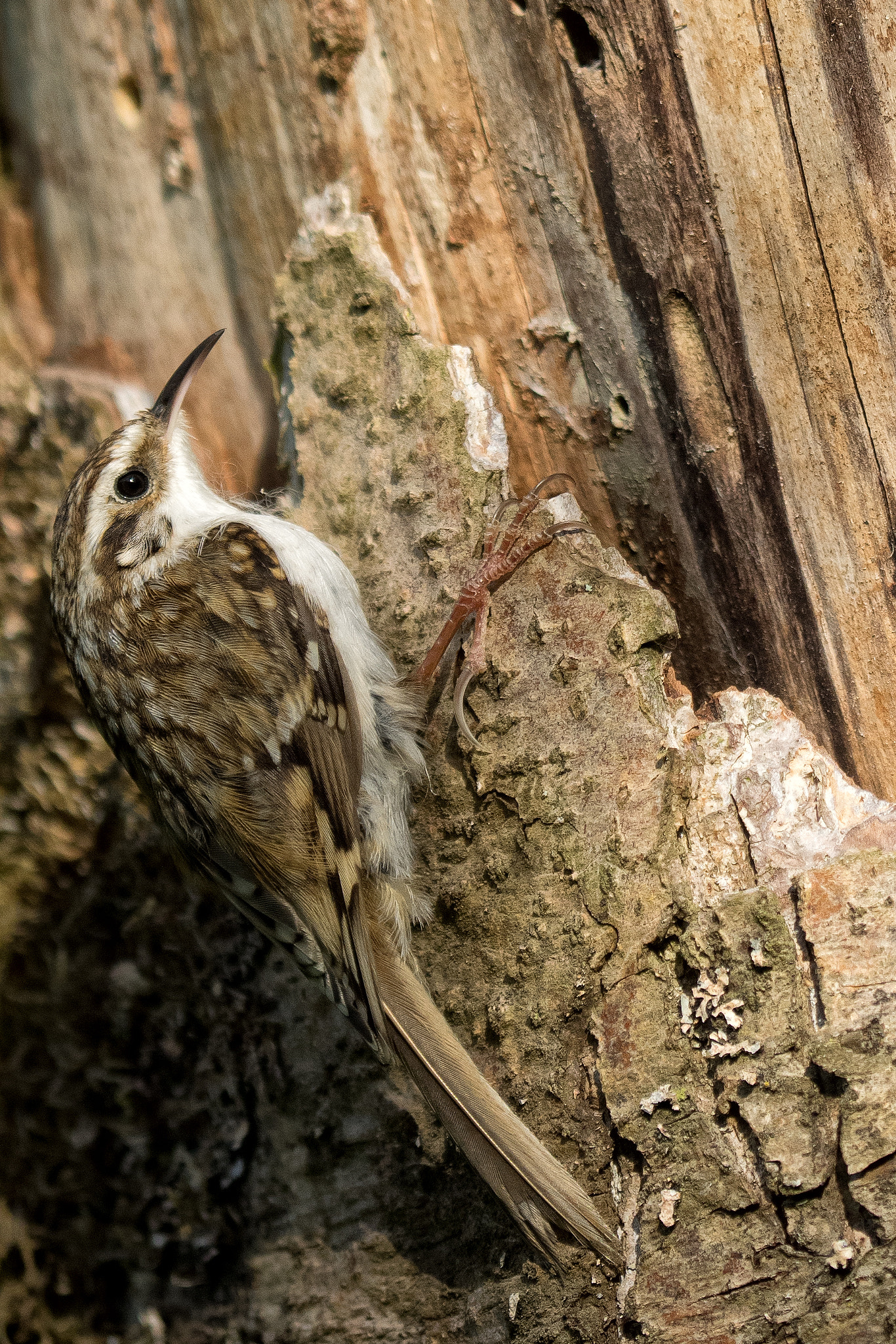 Olympus OM-D E-M1 + OLYMPUS 300mm Lens sample photo. Eurasian treecreeper photography