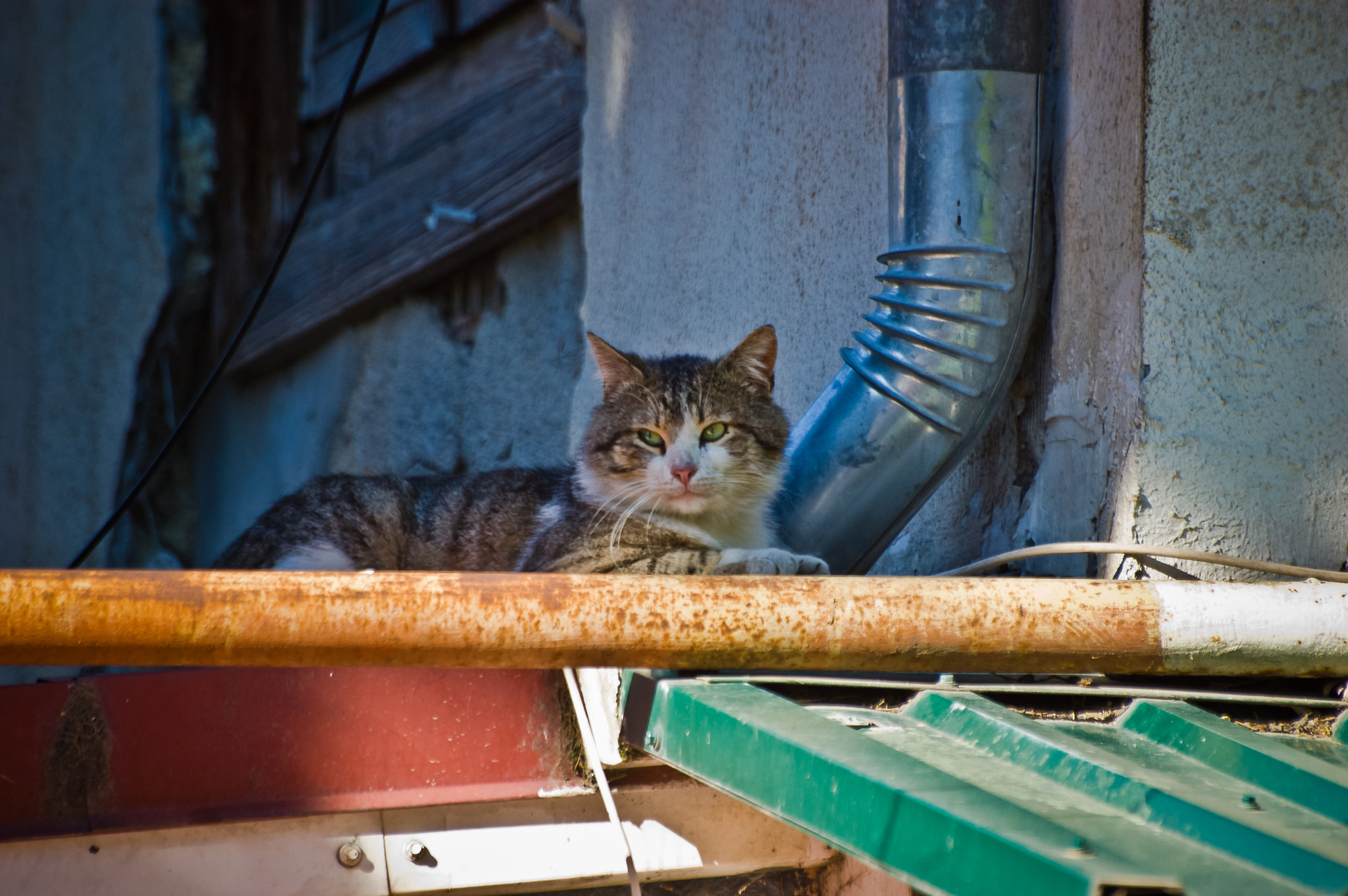 Sigma 70-300mm F4-5.6 APO DG Macro sample photo. Yalta cats / Ялтинские коты photography