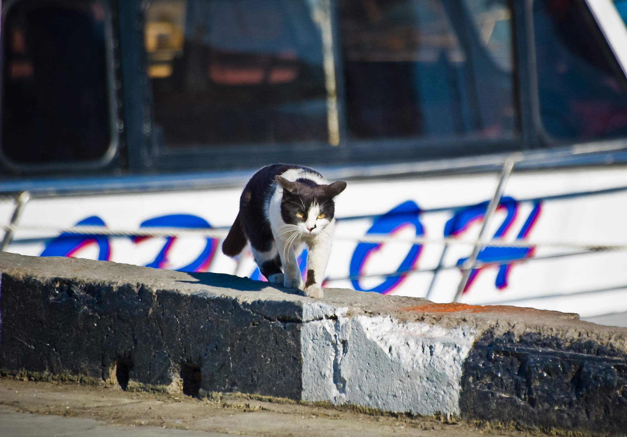 Sigma 70-300mm F4-5.6 APO DG Macro sample photo. Yalta cats / Ялтинские коты photography