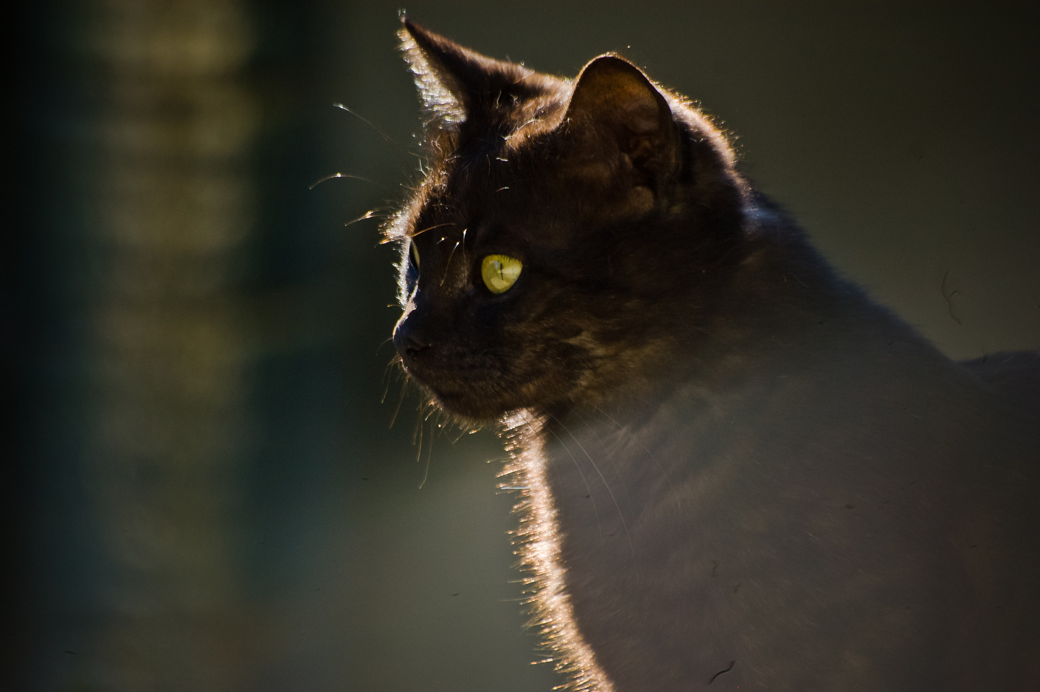 Sigma 70-300mm F4-5.6 APO DG Macro sample photo. Yalta cats / Ялтинские коты photography