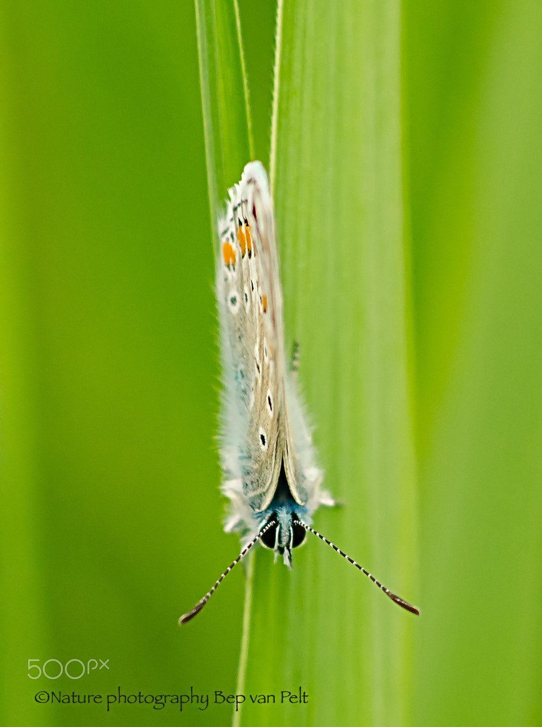 Nikon D7000 + Sigma 50mm F2.8 EX DG Macro sample photo. Common blue ready for the night photography