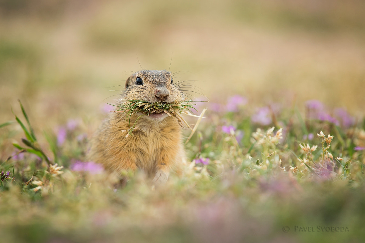 Nikon Nikkor AF-S 300mm F4E PF ED VR sample photo. Ground squirrel photography