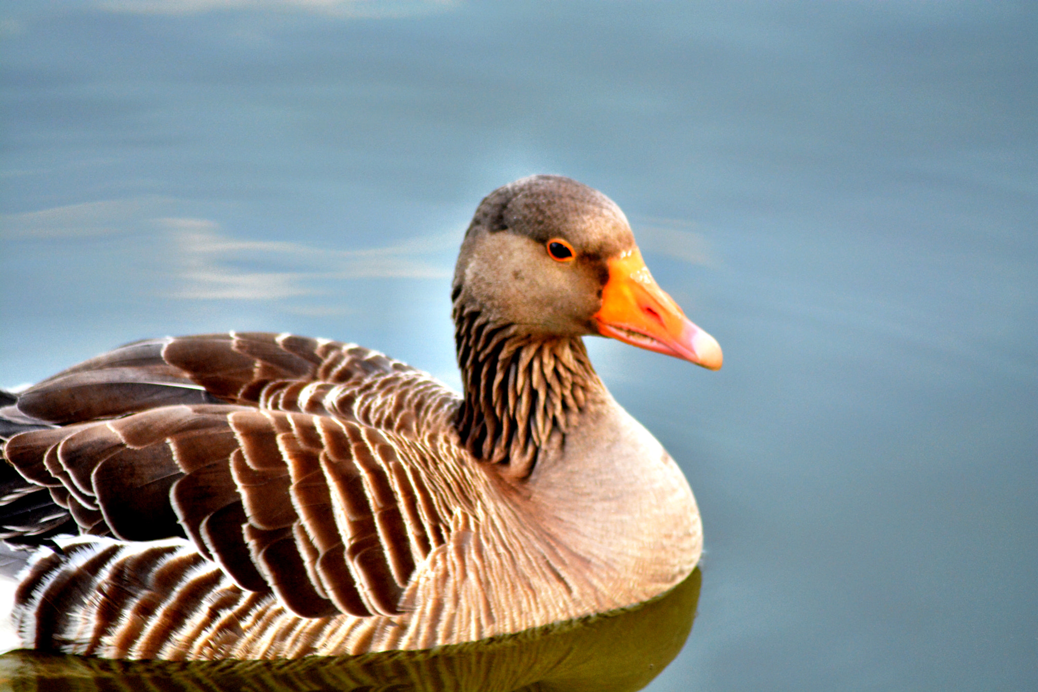 Sigma 70-300mm F4-5.6 APO Macro Super II sample photo