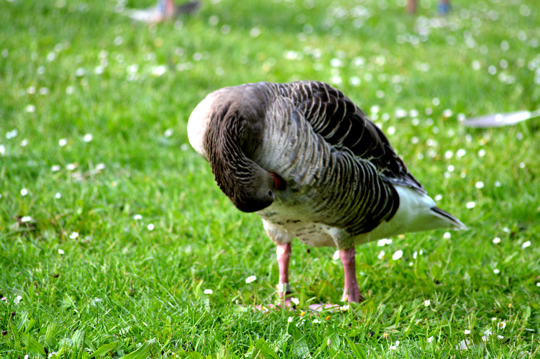 Sigma 70-300mm F4-5.6 APO Macro Super II sample photo