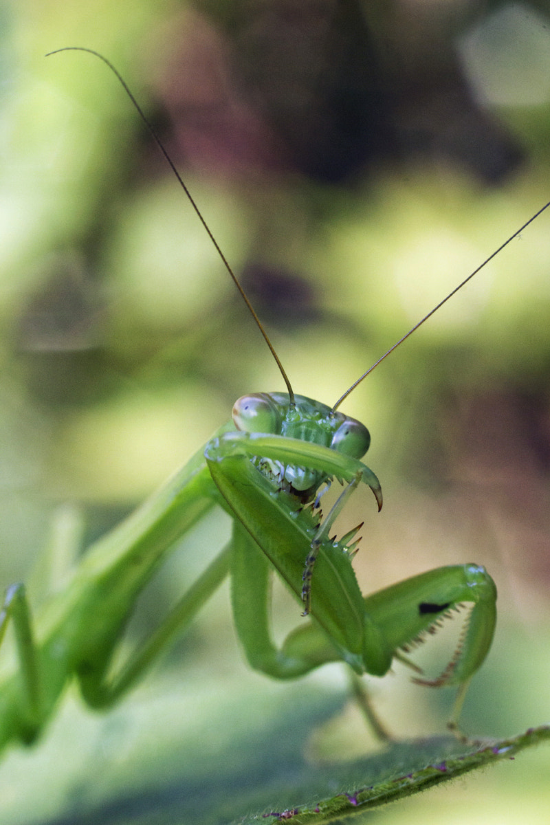 Canon EOS 600D (Rebel EOS T3i / EOS Kiss X5) + Canon EF 50mm F1.8 II sample photo. Praying mantis cleaning photography