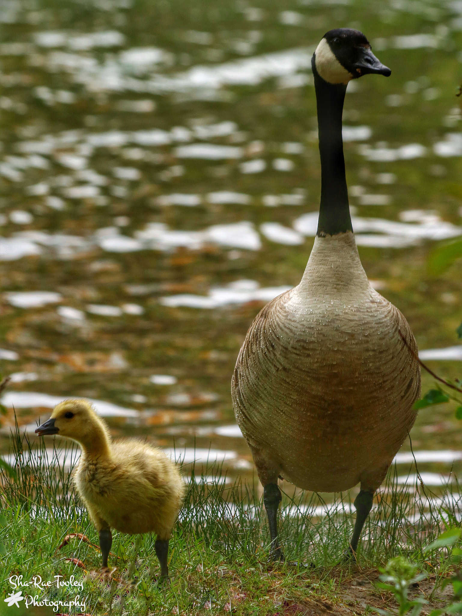 Canon EF 70-300mm F4-5.6 IS USM sample photo