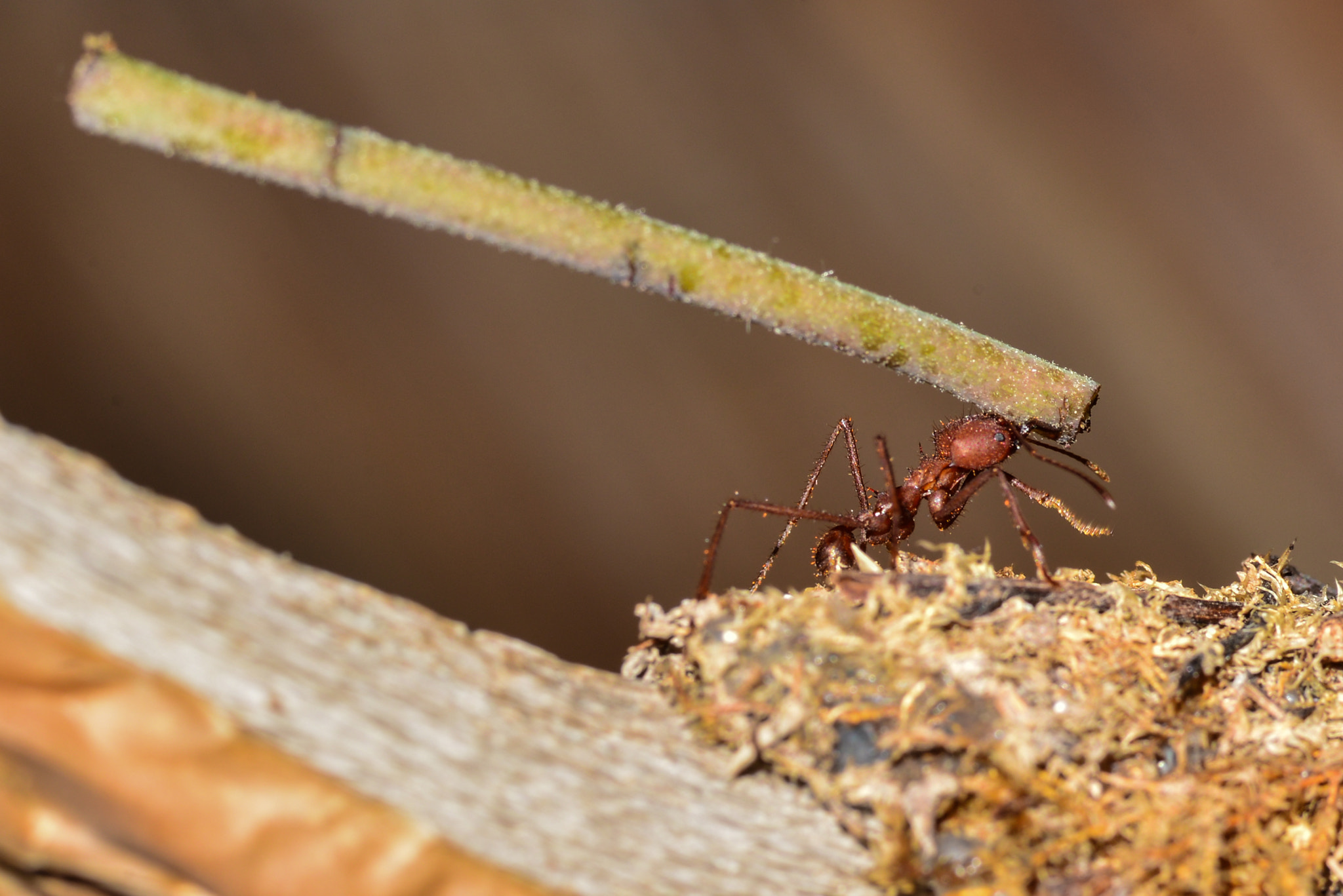 Nikon D600 sample photo. Ant's force  photography