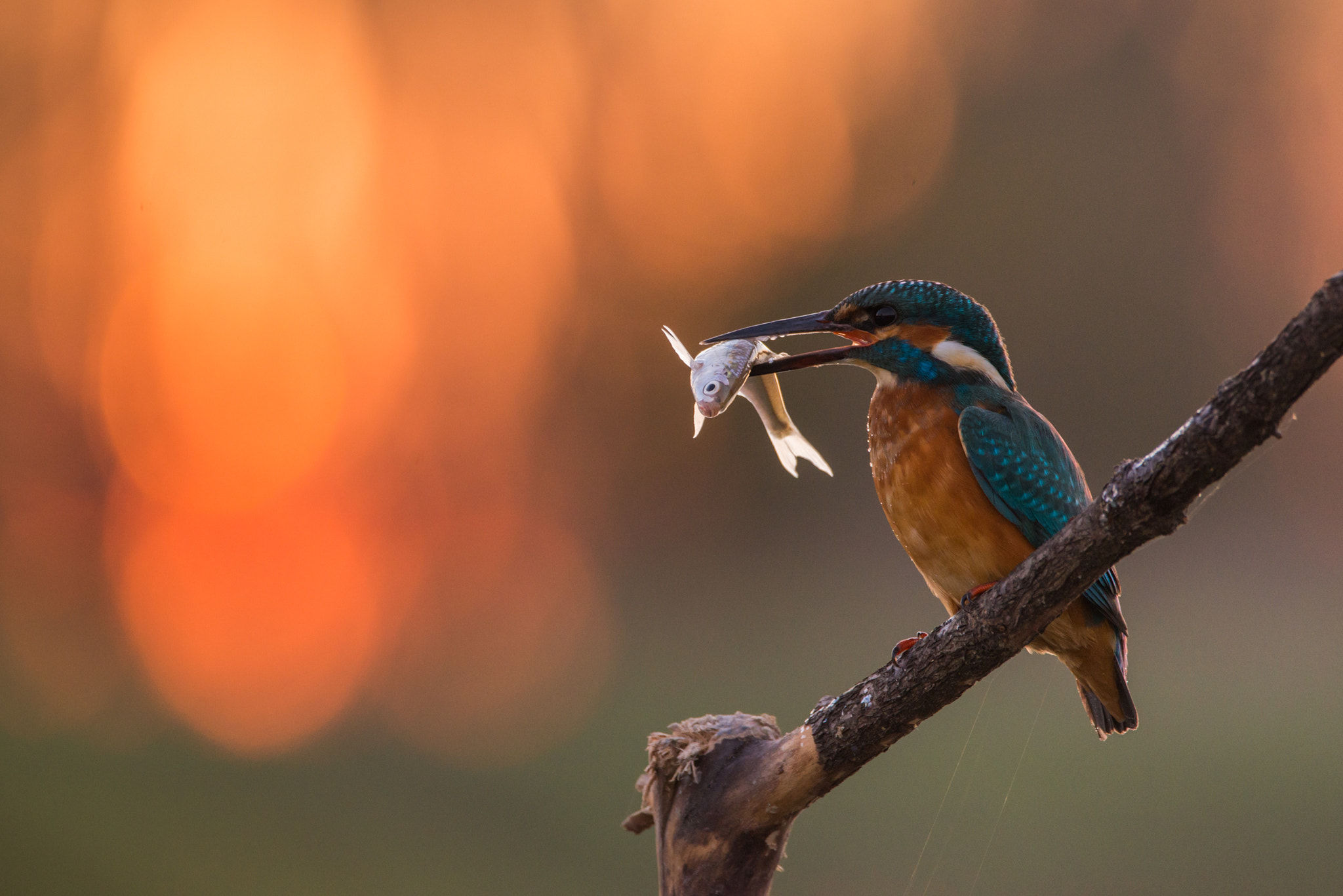 Sigma 150-600mm F5-6.3 DG OS HSM | C sample photo. Kingfisher  photography